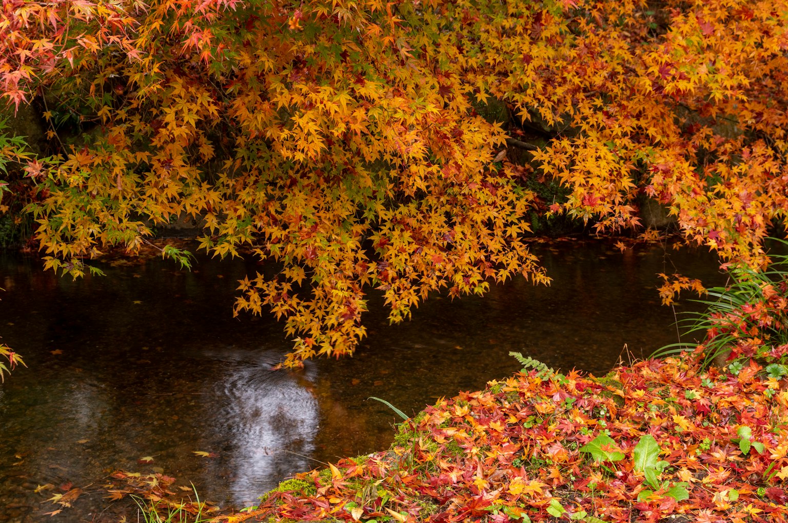 Vista escénica de un arroyo rodeado de follaje de otoño