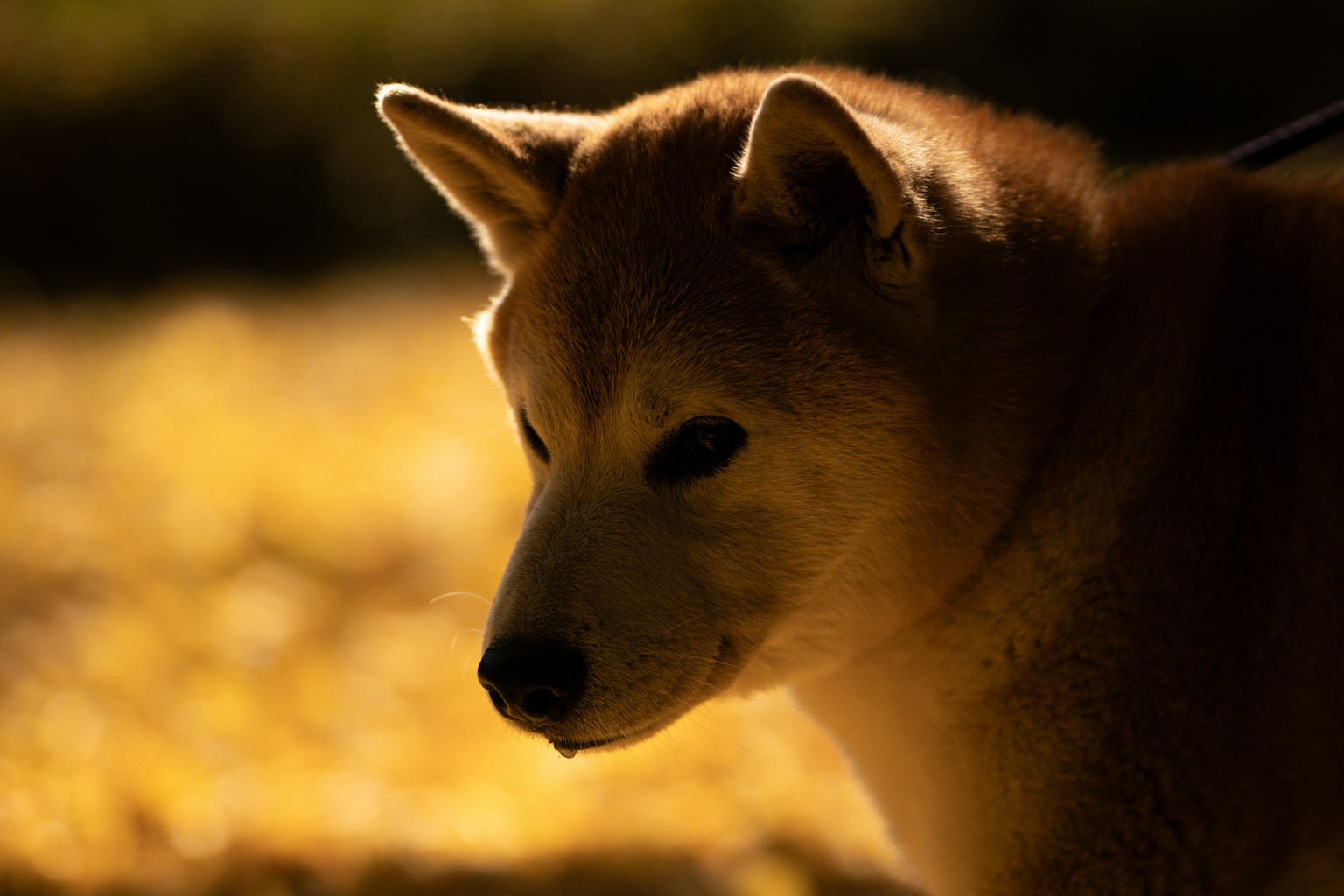 柴犬の横顔が柔らかな光に照らされている背景には黄色い葉が広がっている