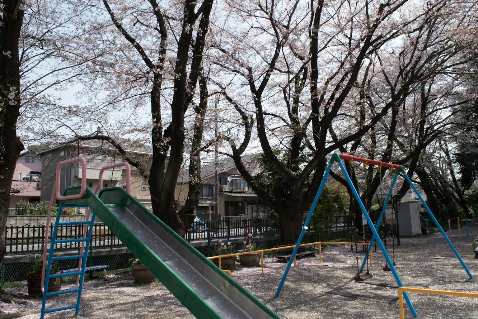 Pemandangan taman bermain dengan seluncuran dan ayunan dikelilingi pohon sakura