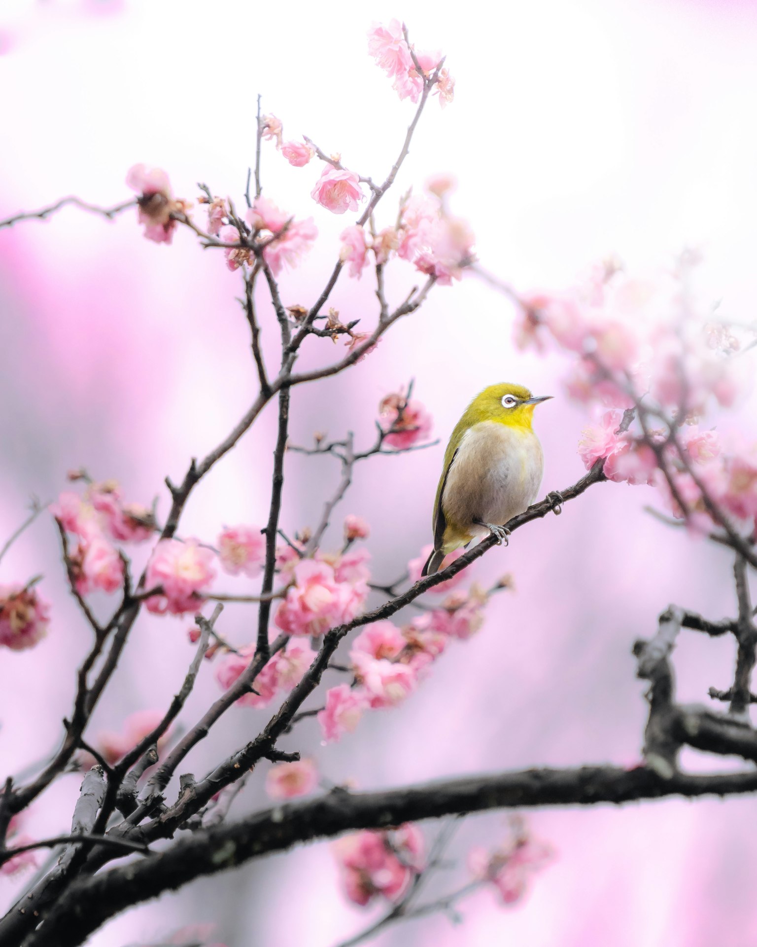 Burung kuning kecil bertengger di bunga sakura dalam suasana tenang