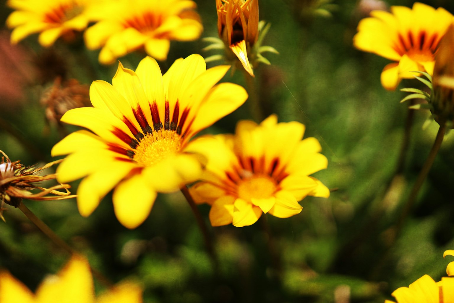Primo piano di fiori gialli vivaci con segni rossi al centro