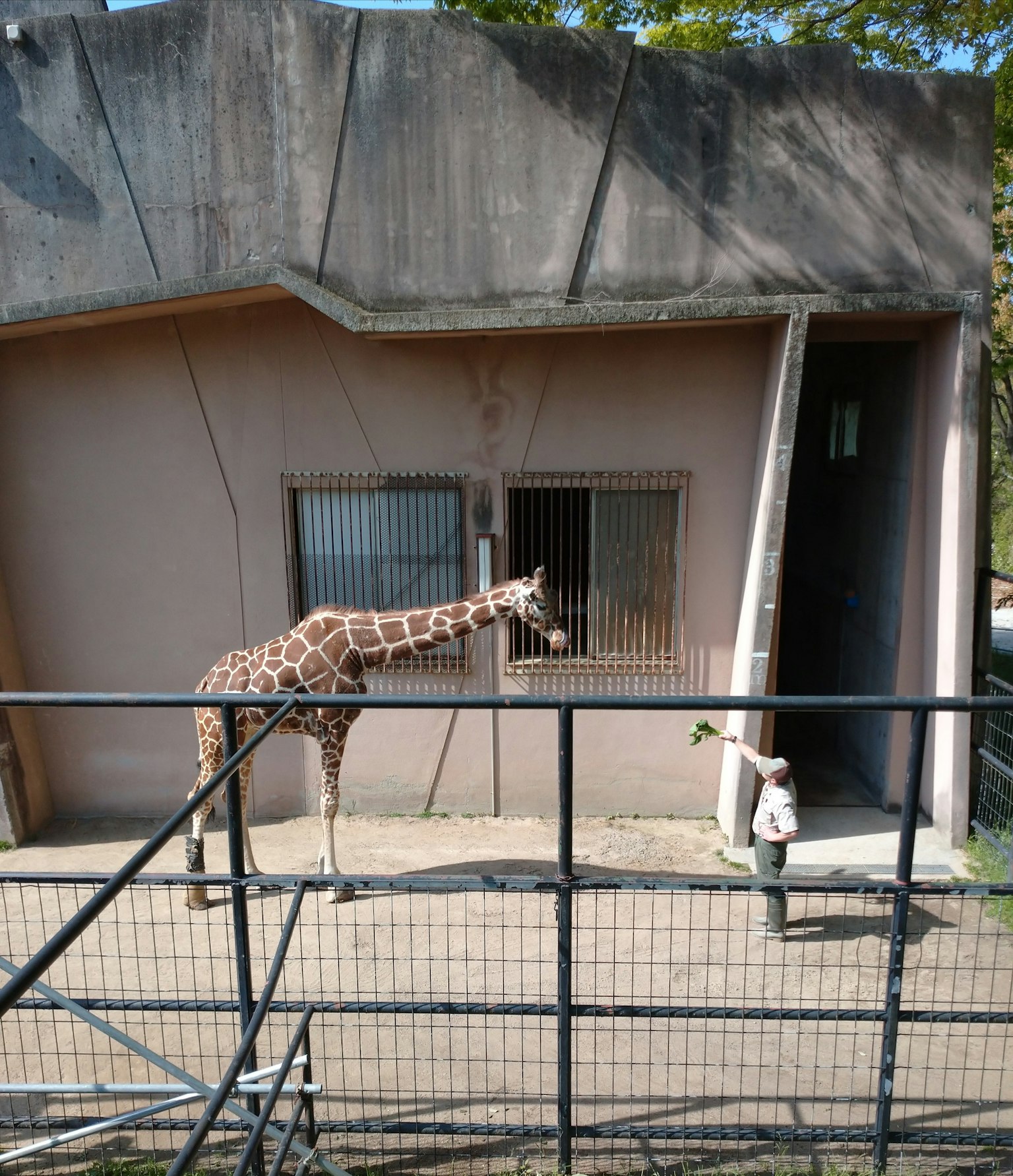 Una jirafa de pie frente a un edificio del zoológico