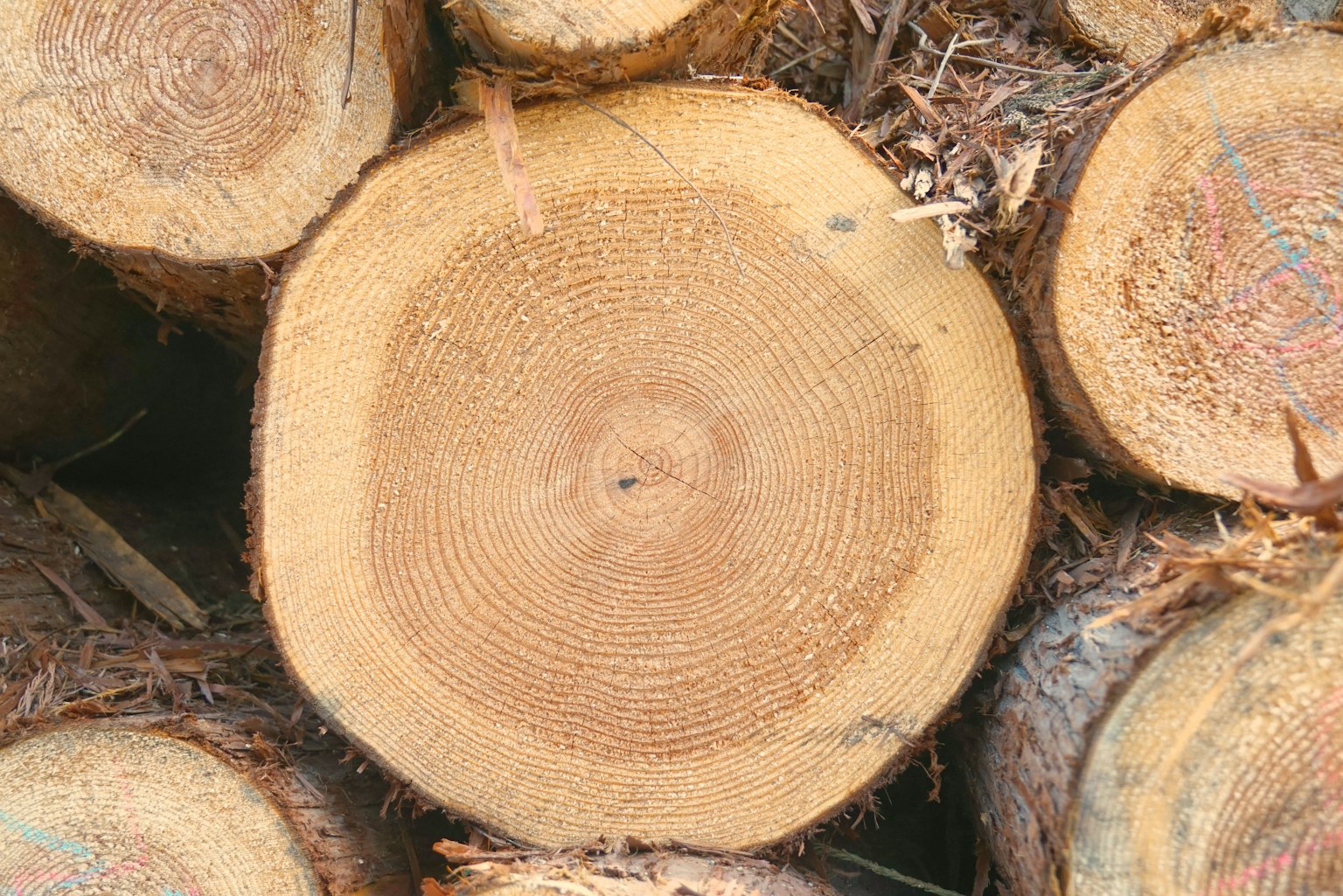 Nahaufnahme eines Baumstumpfes mit Jahresringen und Holztextur