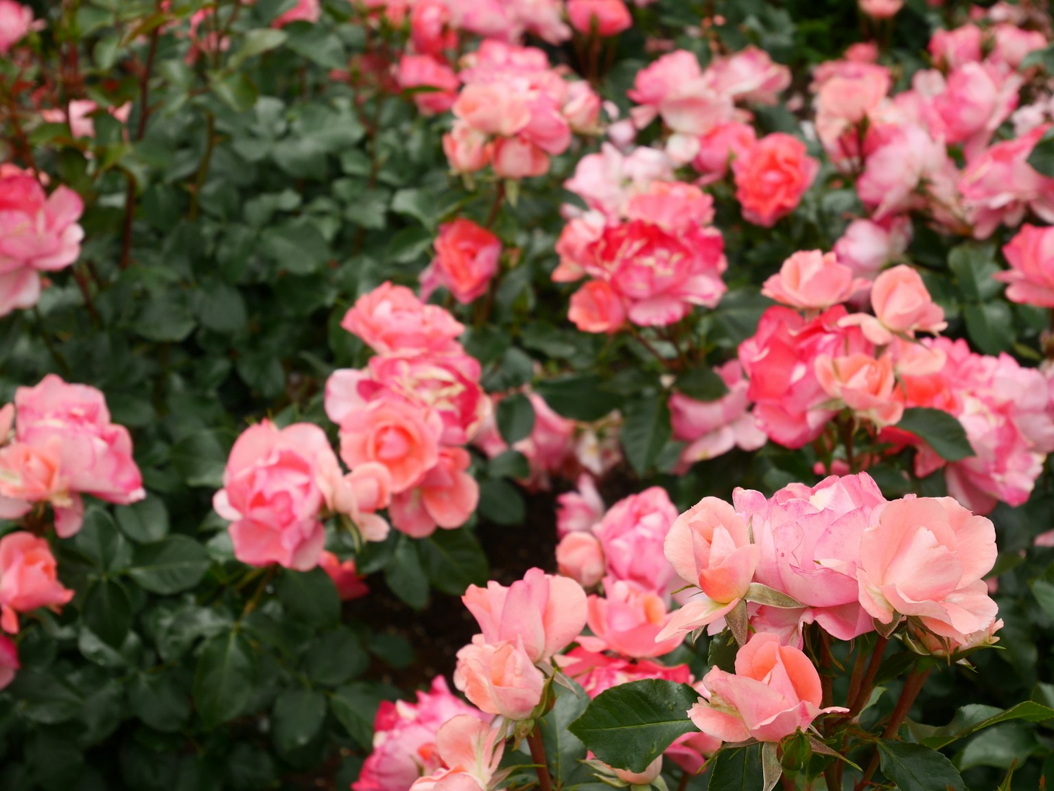 ทิวทัศน์สวนที่มีดอกกุหลาบสีชมพูบาน