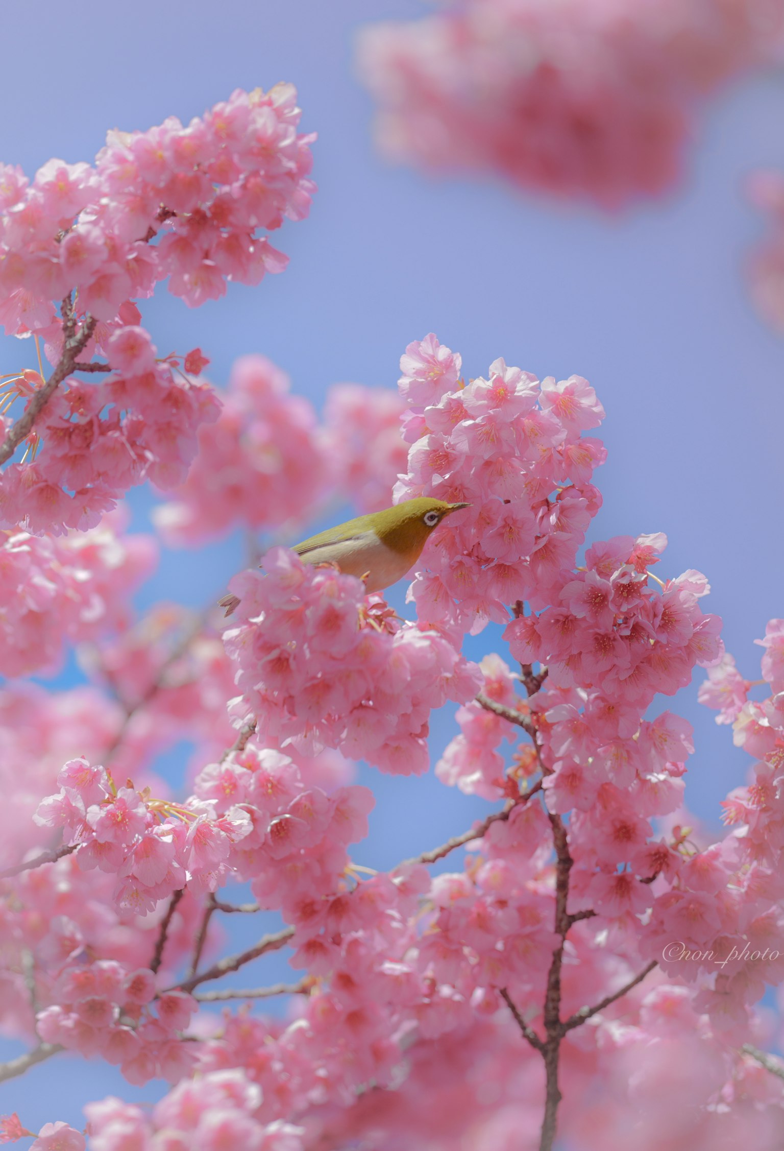 Bella scena di fiori di ciliegio con un piccolo uccello