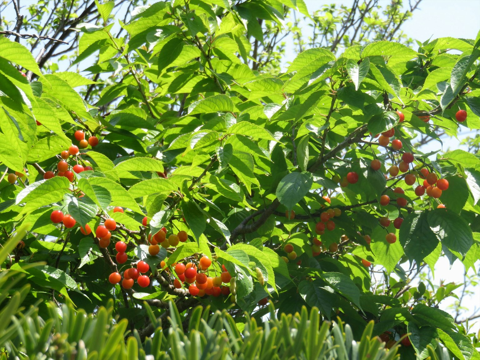 Rami di un albero con frutti rossi circondati da foglie verdi
