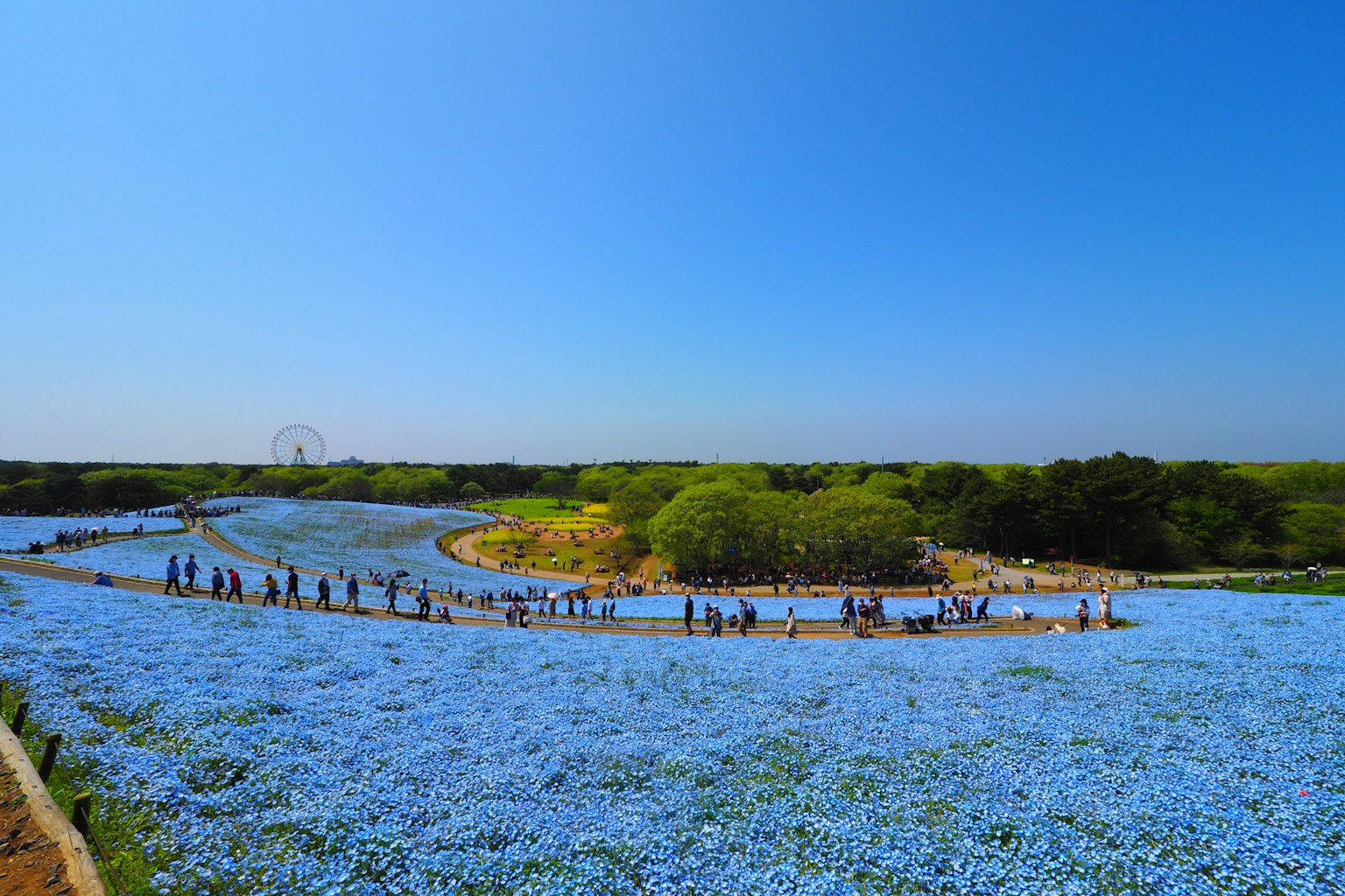 Ampio paesaggio di fiori blu in fiore con persone che camminano
