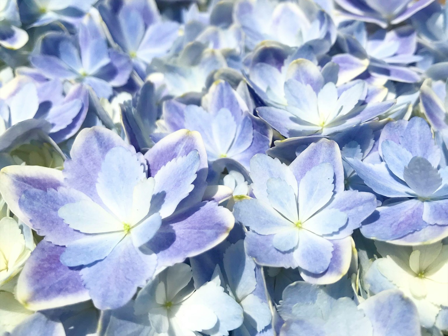 Kumpulan bunga biru-ungu yang indah