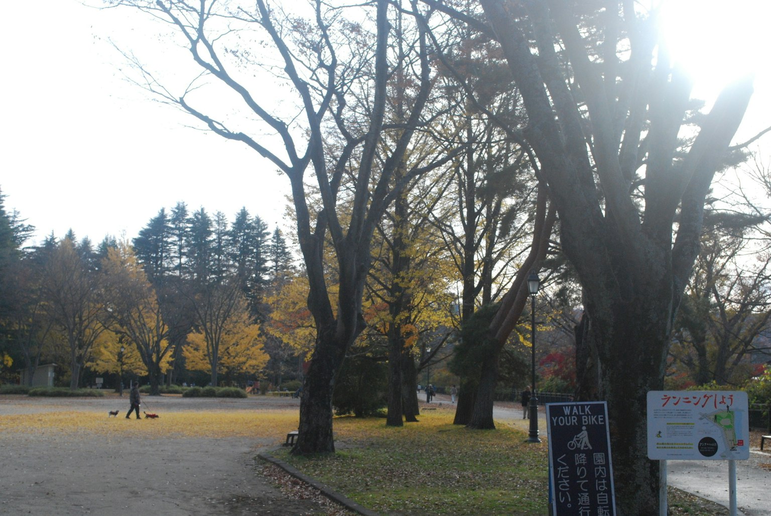 秋の公園の風景で、黄色い葉を持つ木々と人々が見える