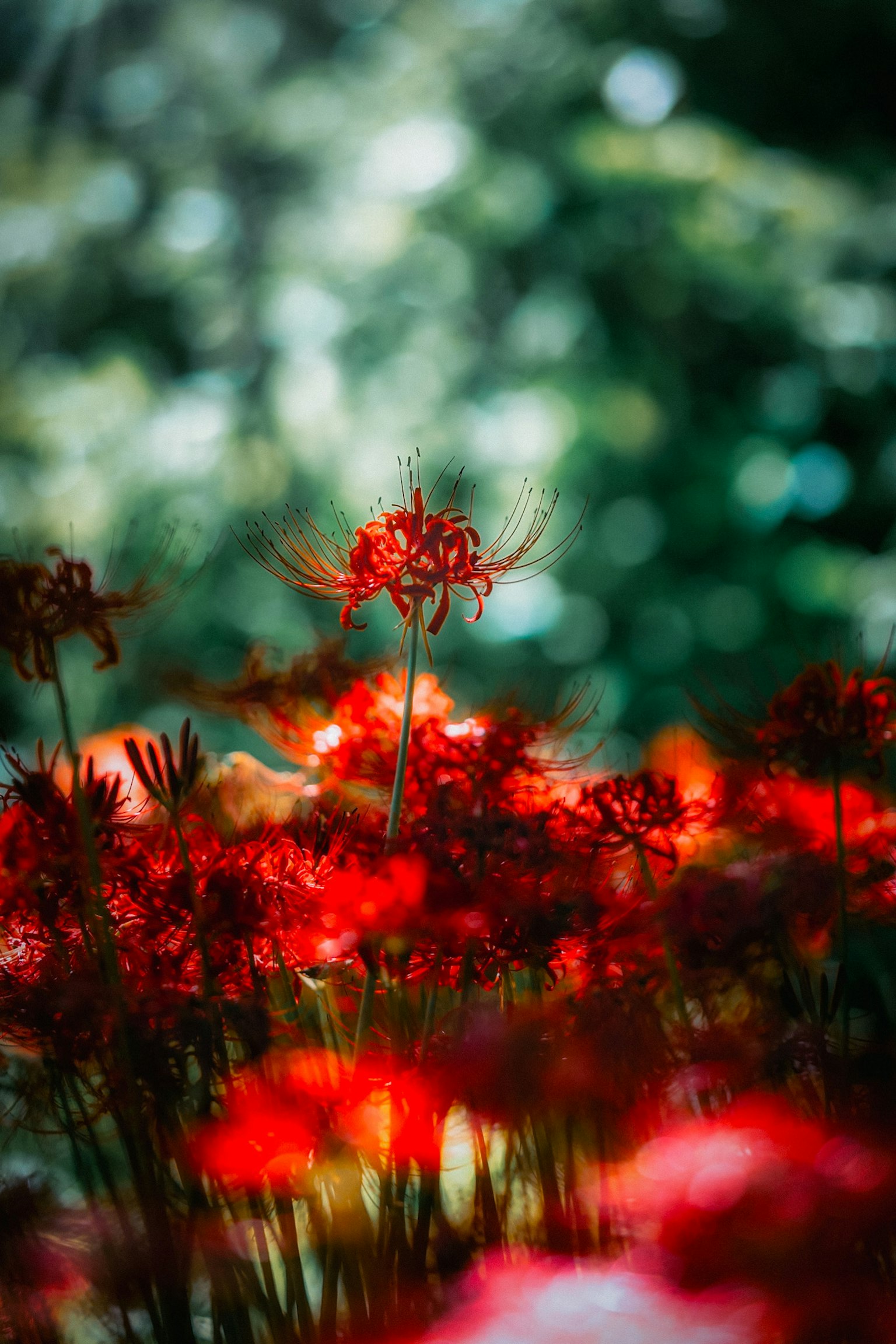赤い花が咲く風景とぼんやりした背景