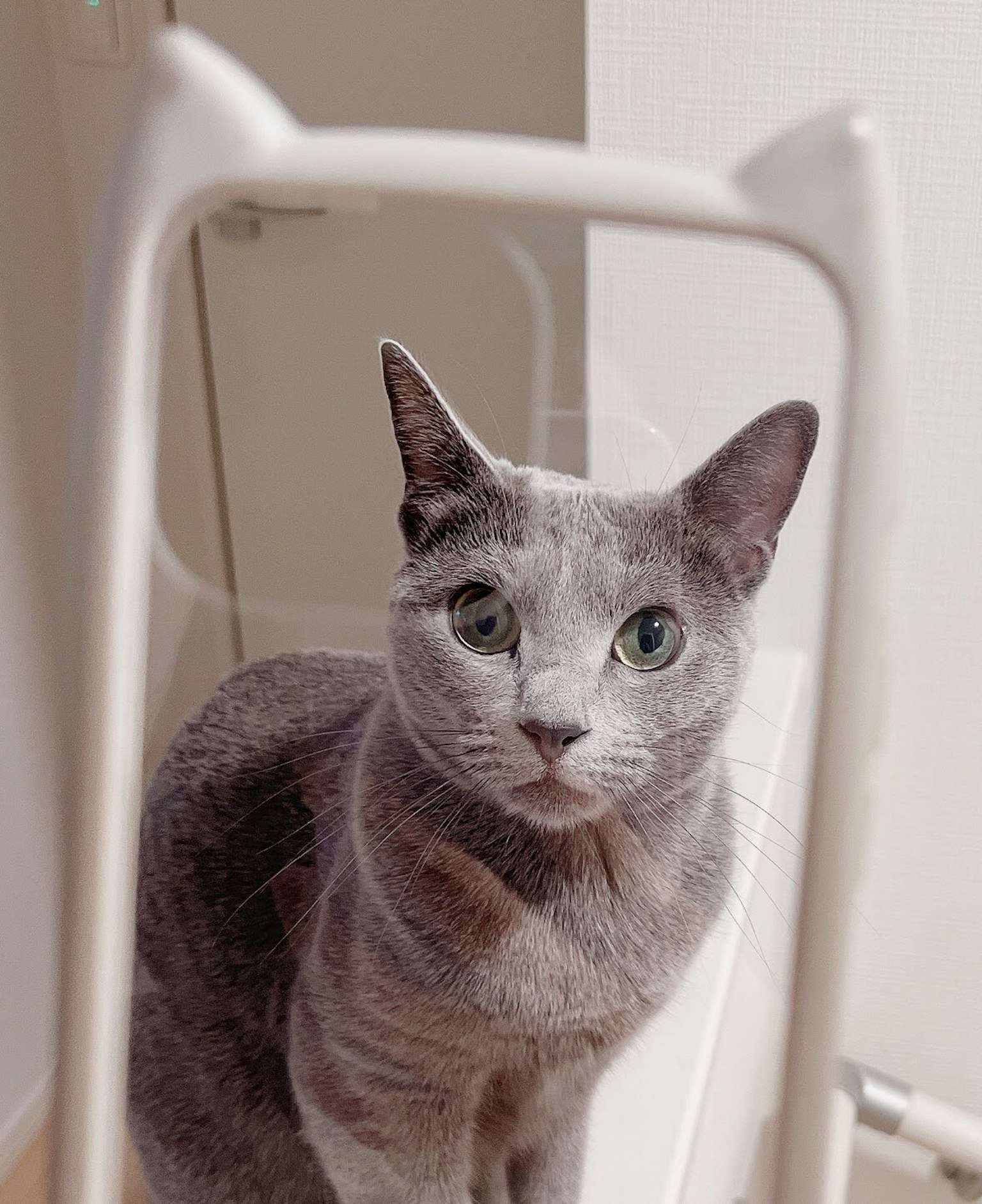 Gatto grigio con espressione seria di fronte a uno specchio