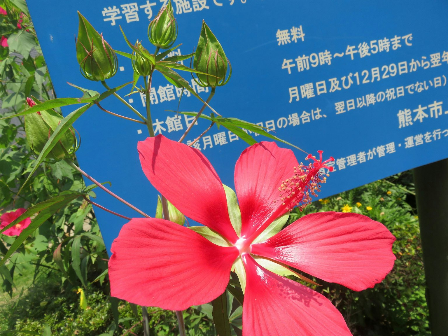 Rote Hibiskusblüte mit einem blauen Schild in einem Park