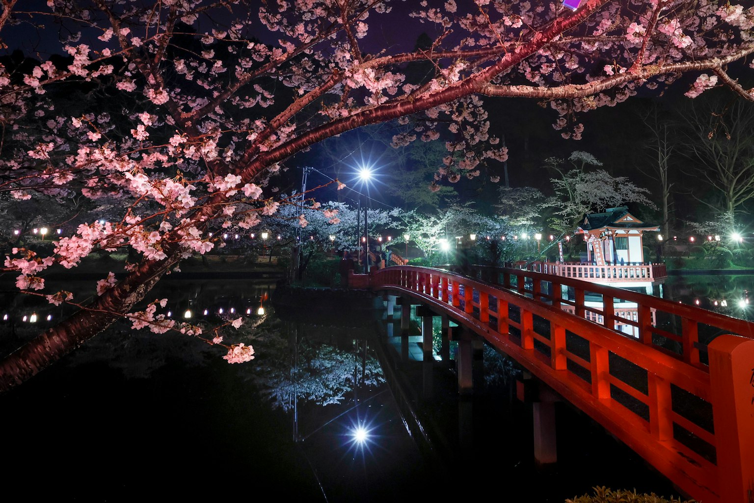 Night view of cherry blossoms and a red bridge in a serene park