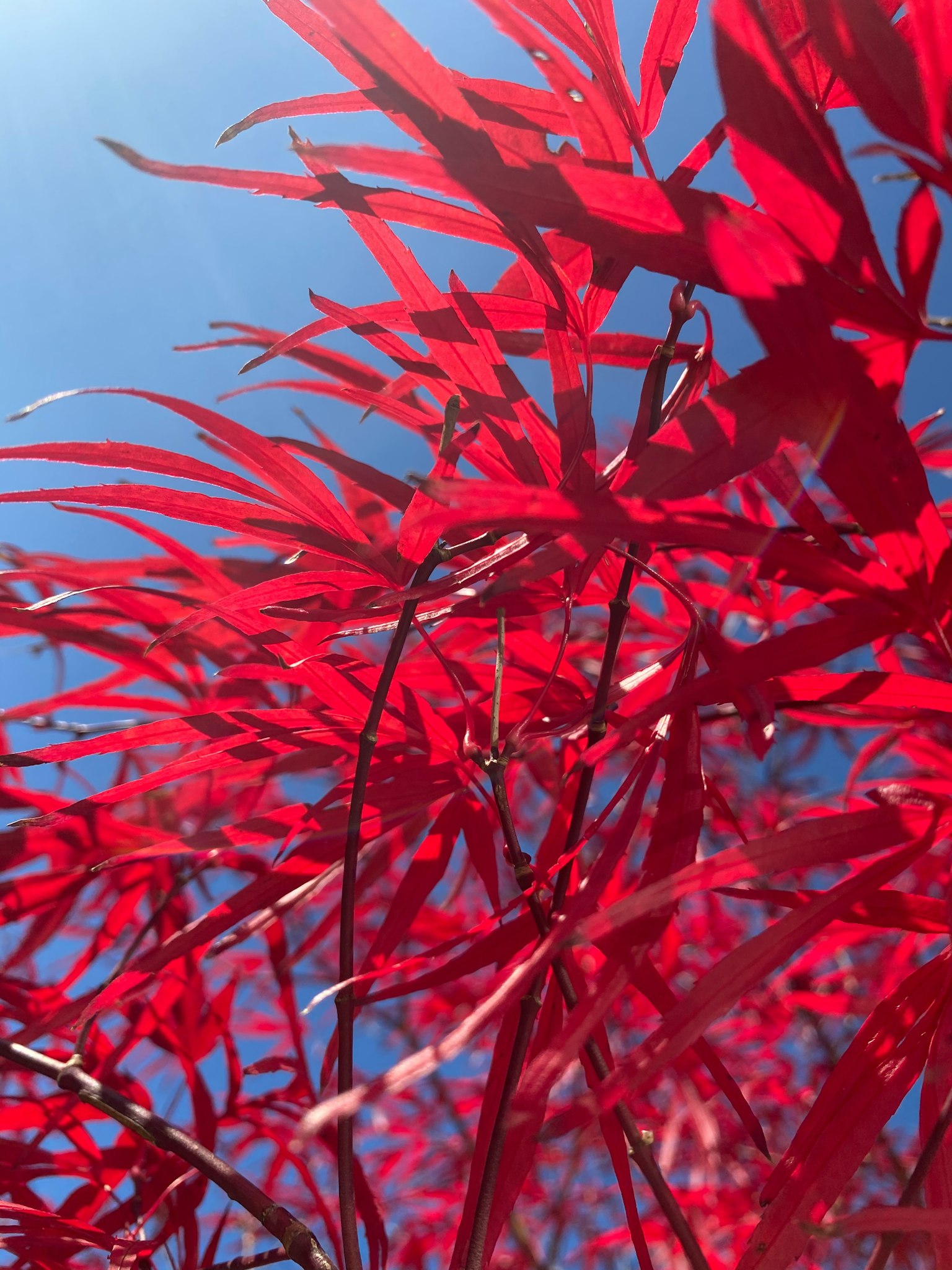 鮮豔的紅葉映襯著藍天