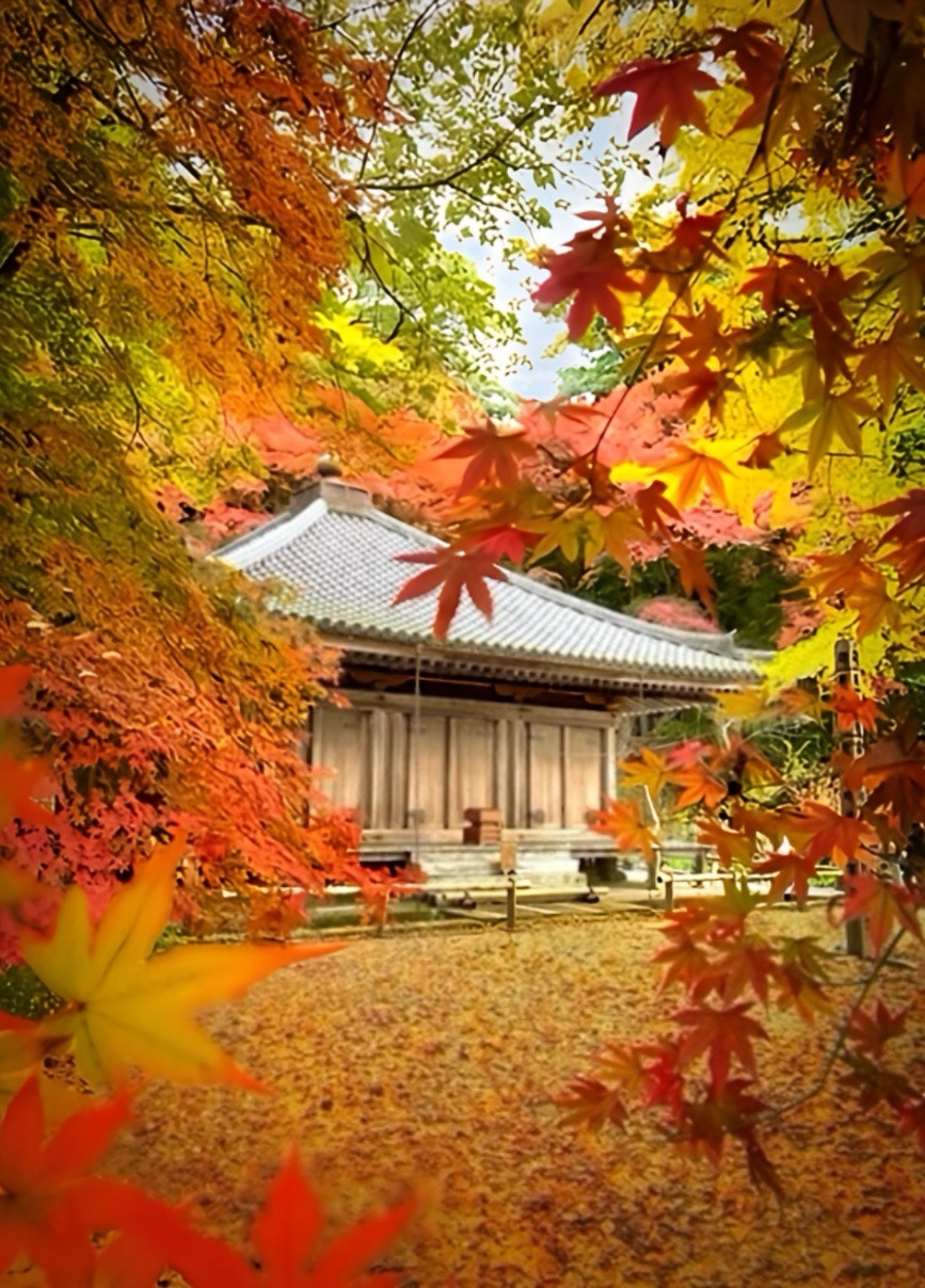 紅葉に囲まれた寺院の本堂と石畳の参道
