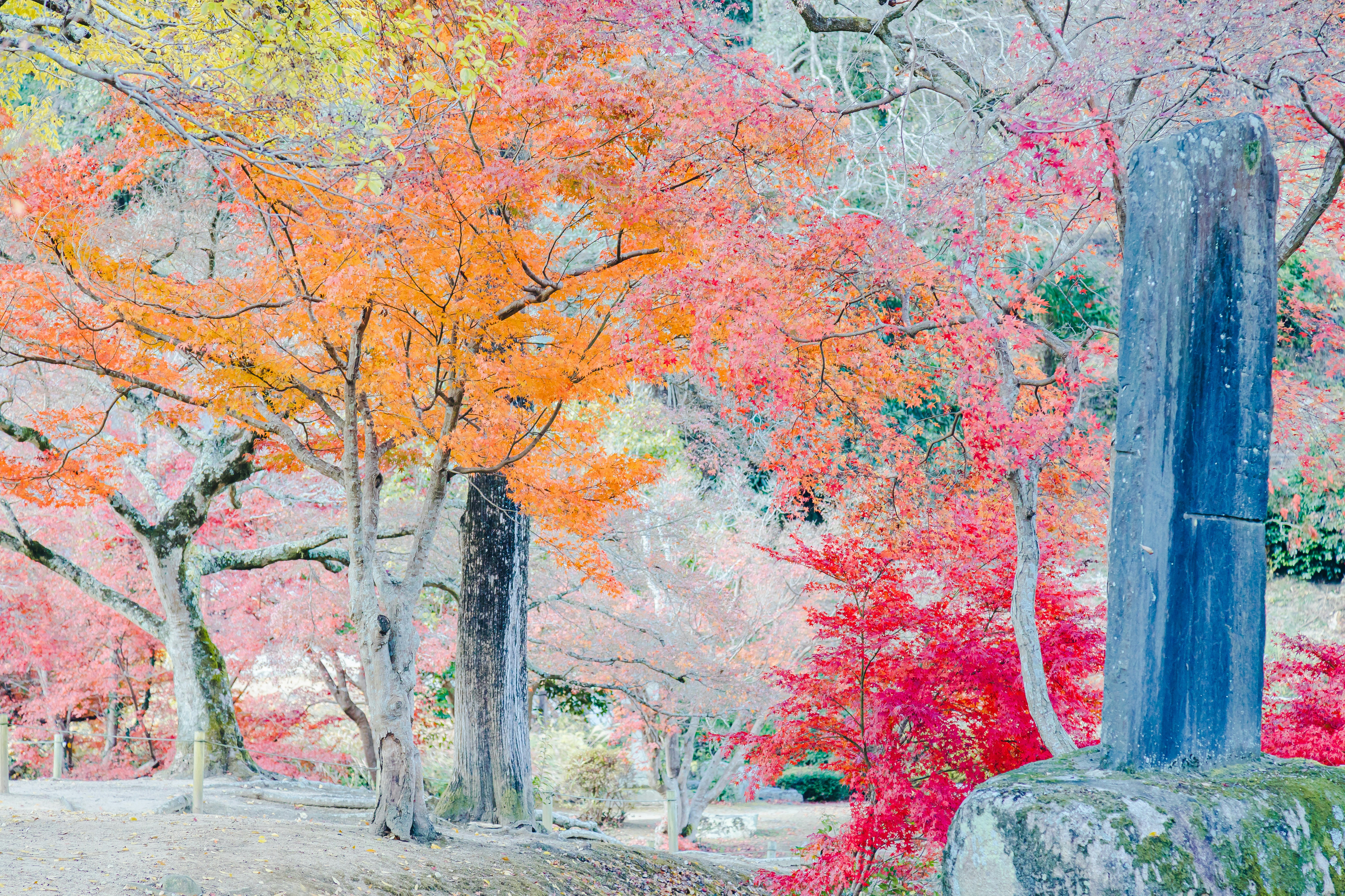 色づくモミジと紅葉の並木道の風景