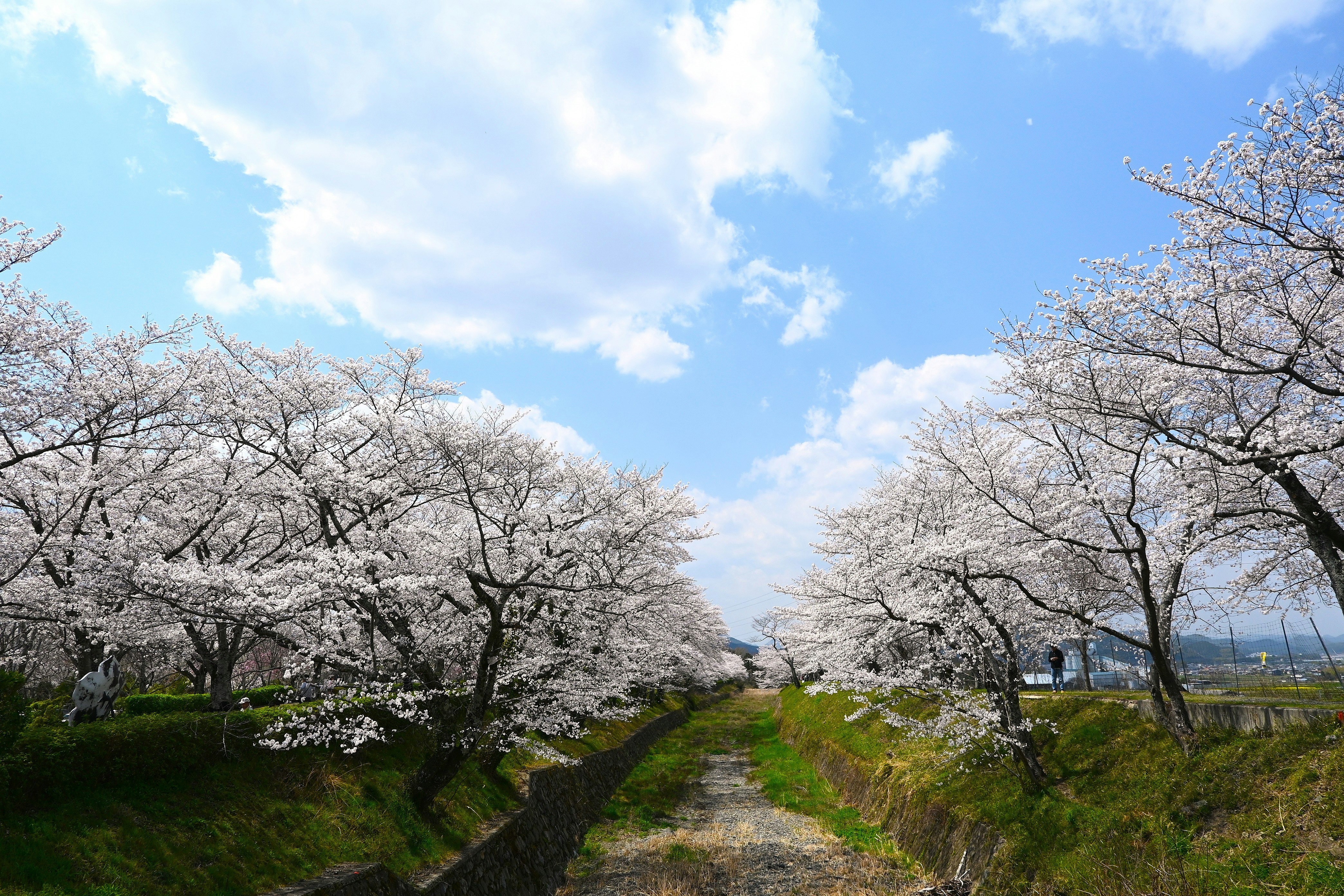七谷川沿いの桜並木の小道