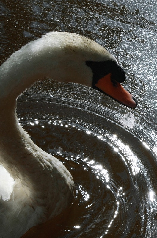 水面を泳ぐ白鳥