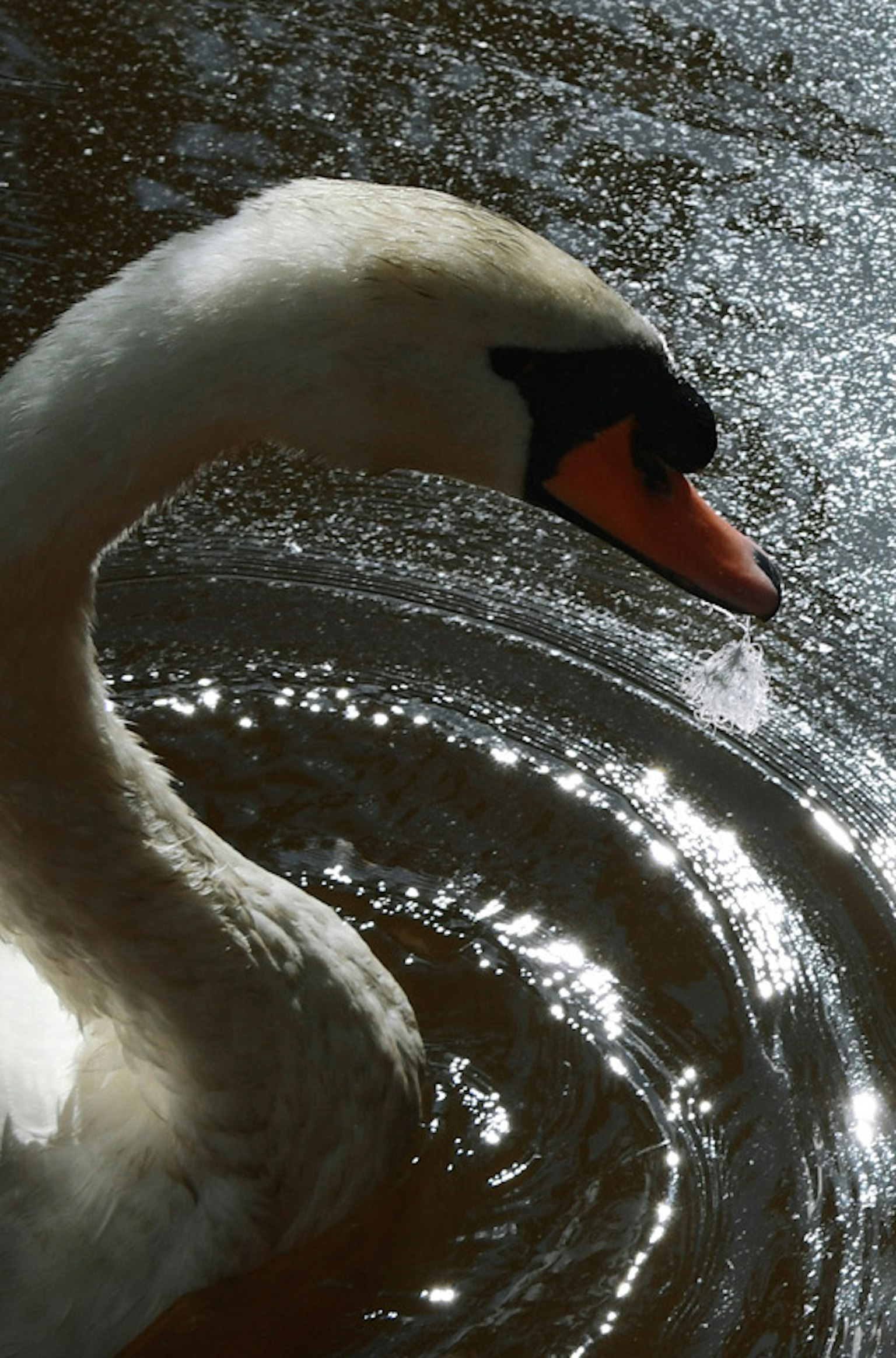 Nahaufnahme des Halses und Kopf eines Schwans, der auf dem Wasser schwimmt Der Hals des Vogels ist elegant gebogen