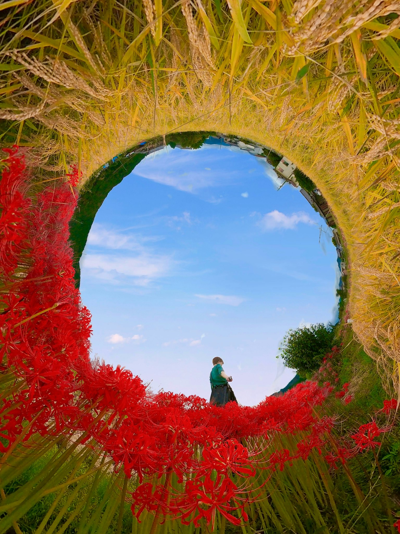Vista del cielo blu incorniciata da fiori rossi e erba gialla
