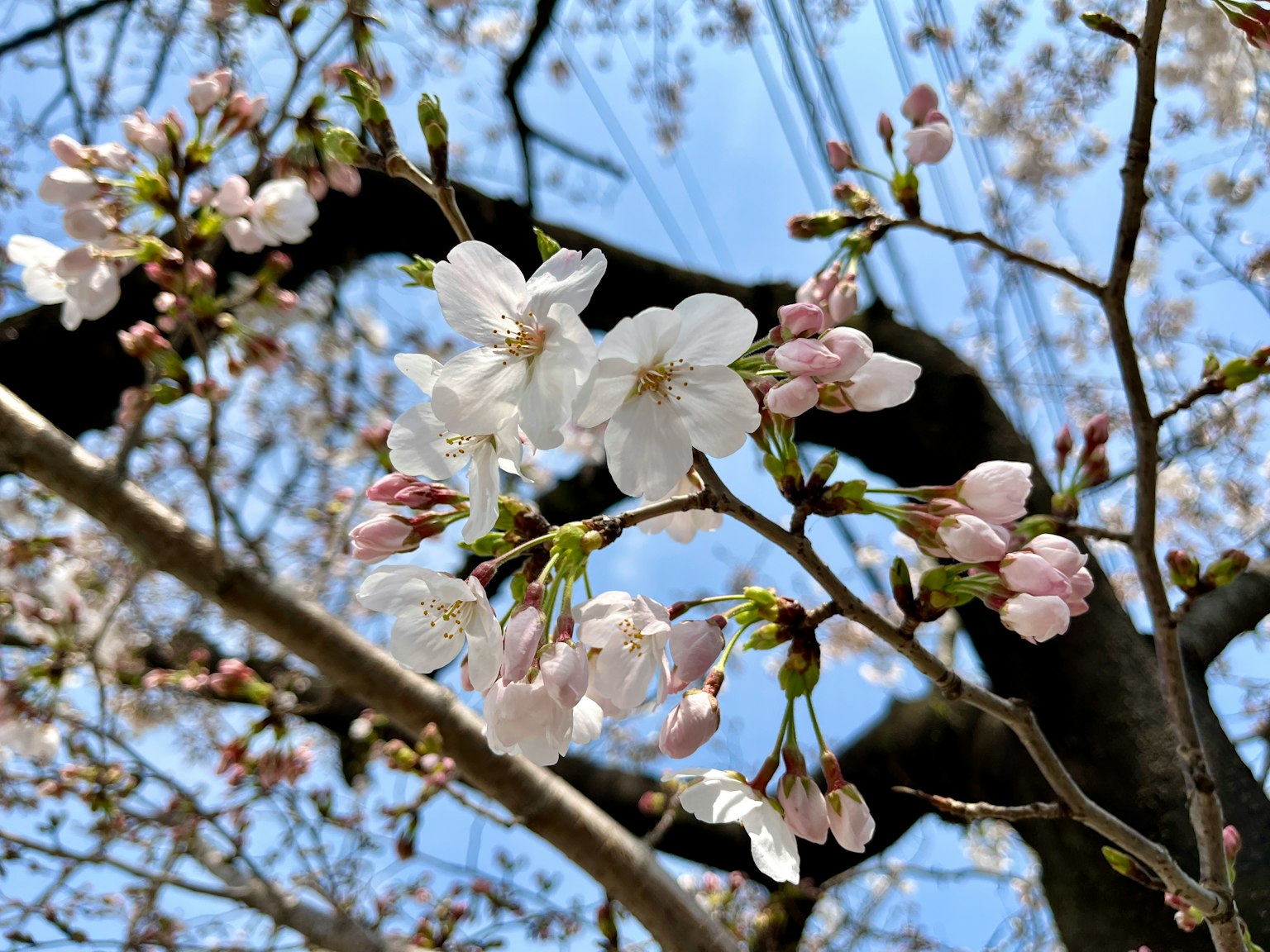 Close-up of cherry blossoms on a branch with a blue sky background