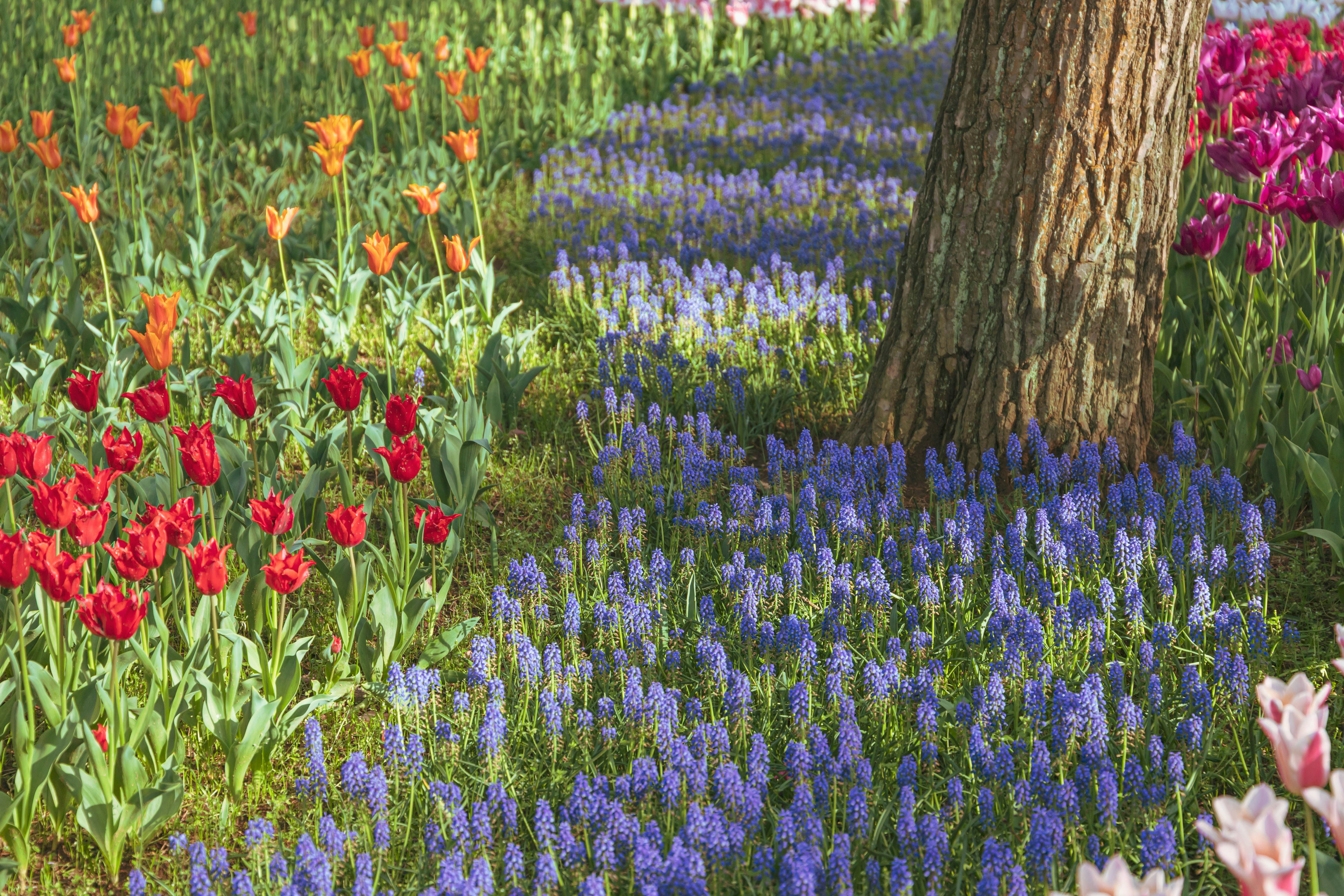 春の花畑で咲き誇るチューリップと青い花の群生の風景