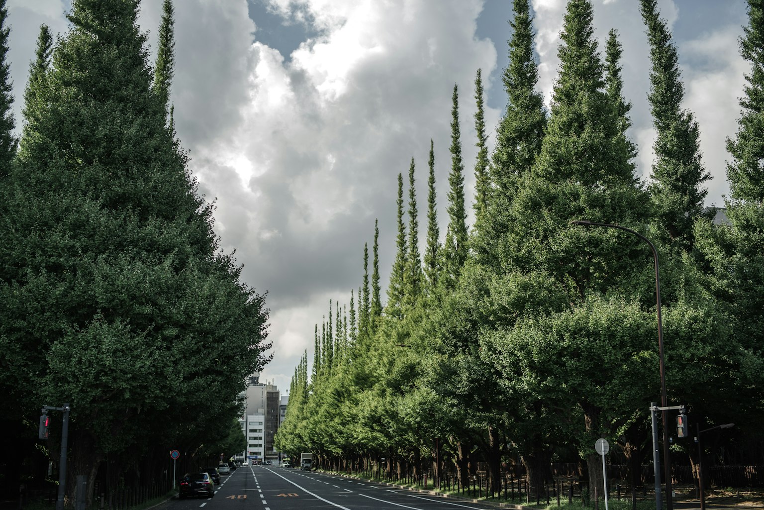 Route bordée d'arbres verts et ciel nuageux