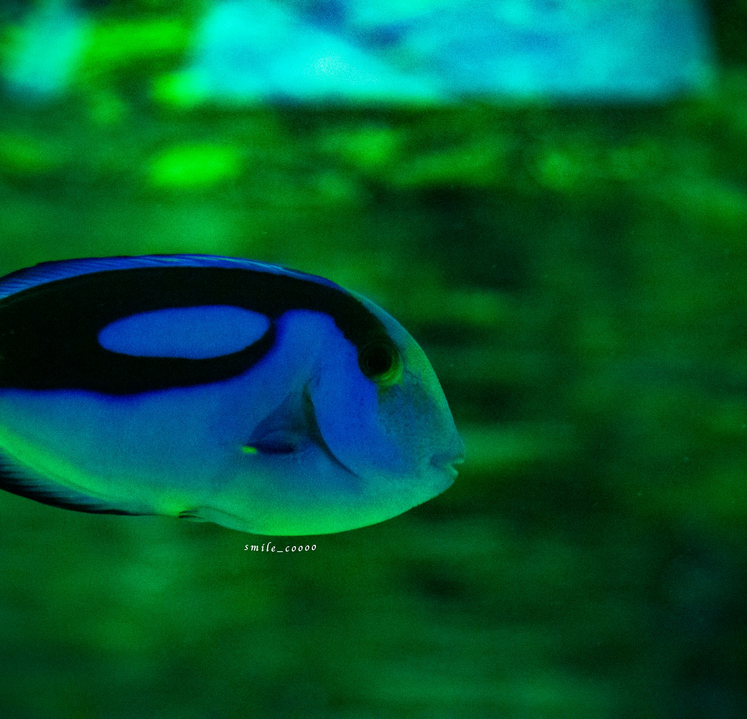 Ein Fisch mit blauen und schwarzen Mustern, der im Wasser schwimmt