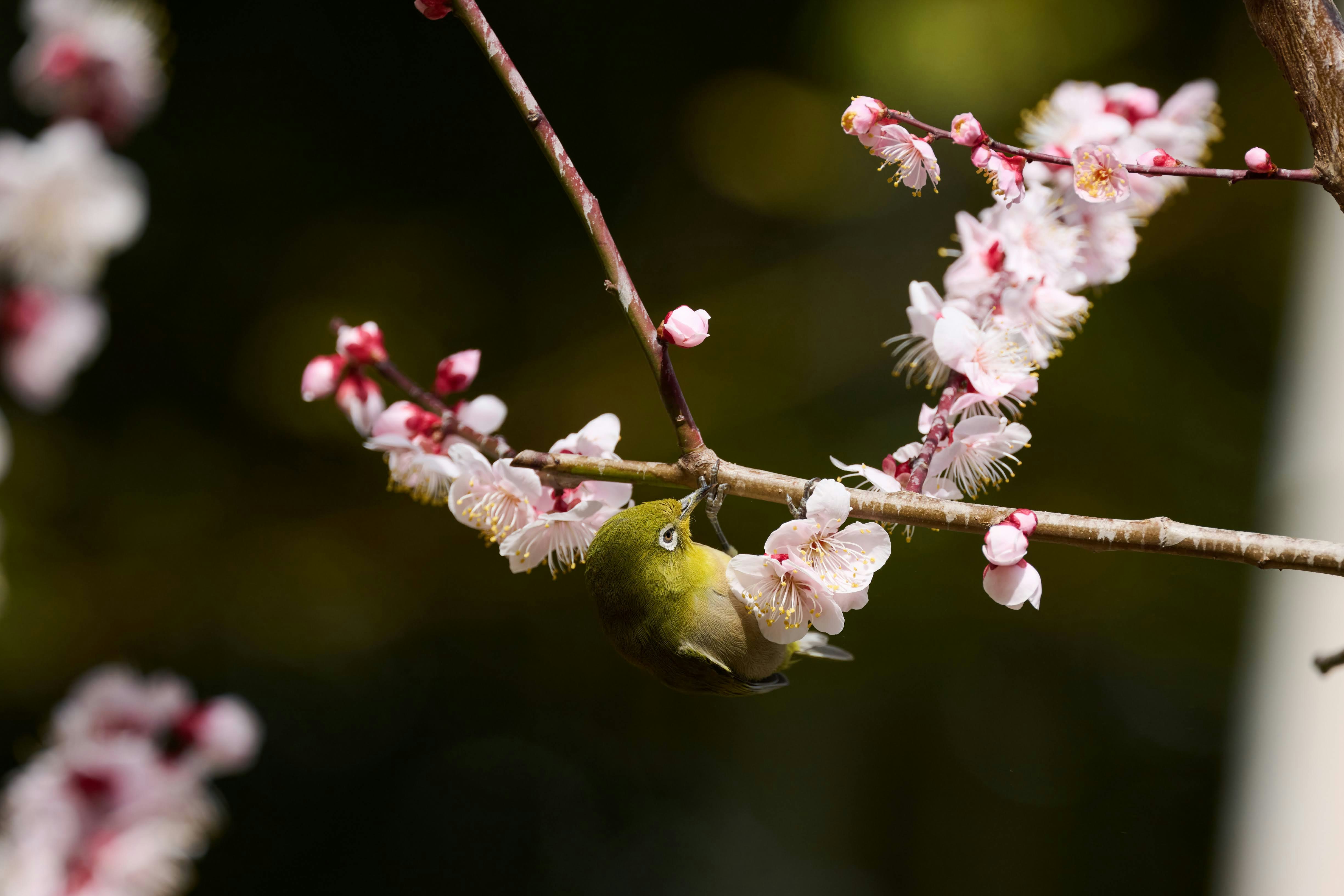 枝に咲く桜の花と蜜を吸うメジロのアップ