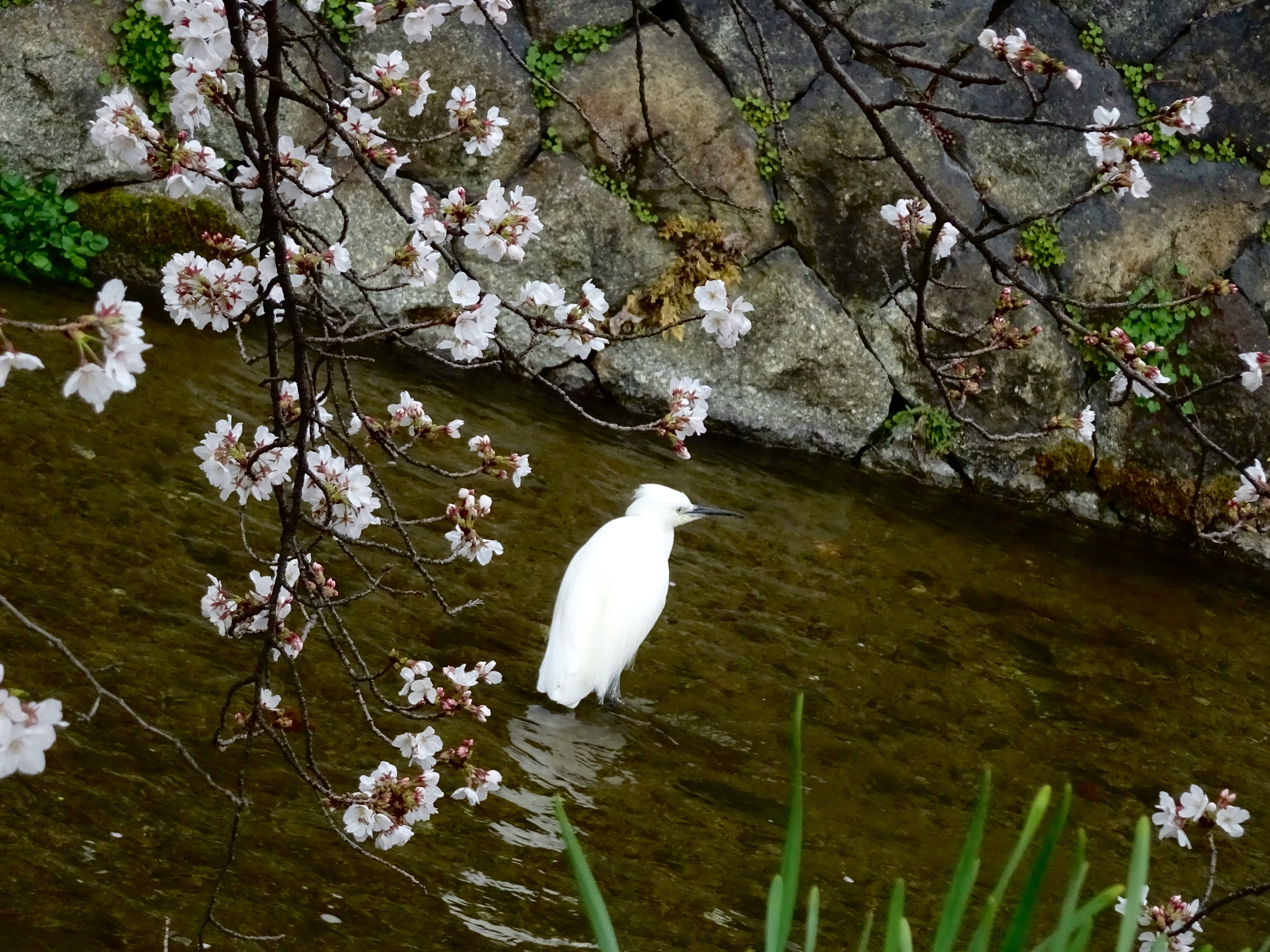 stream flowing beside cherry blossoms