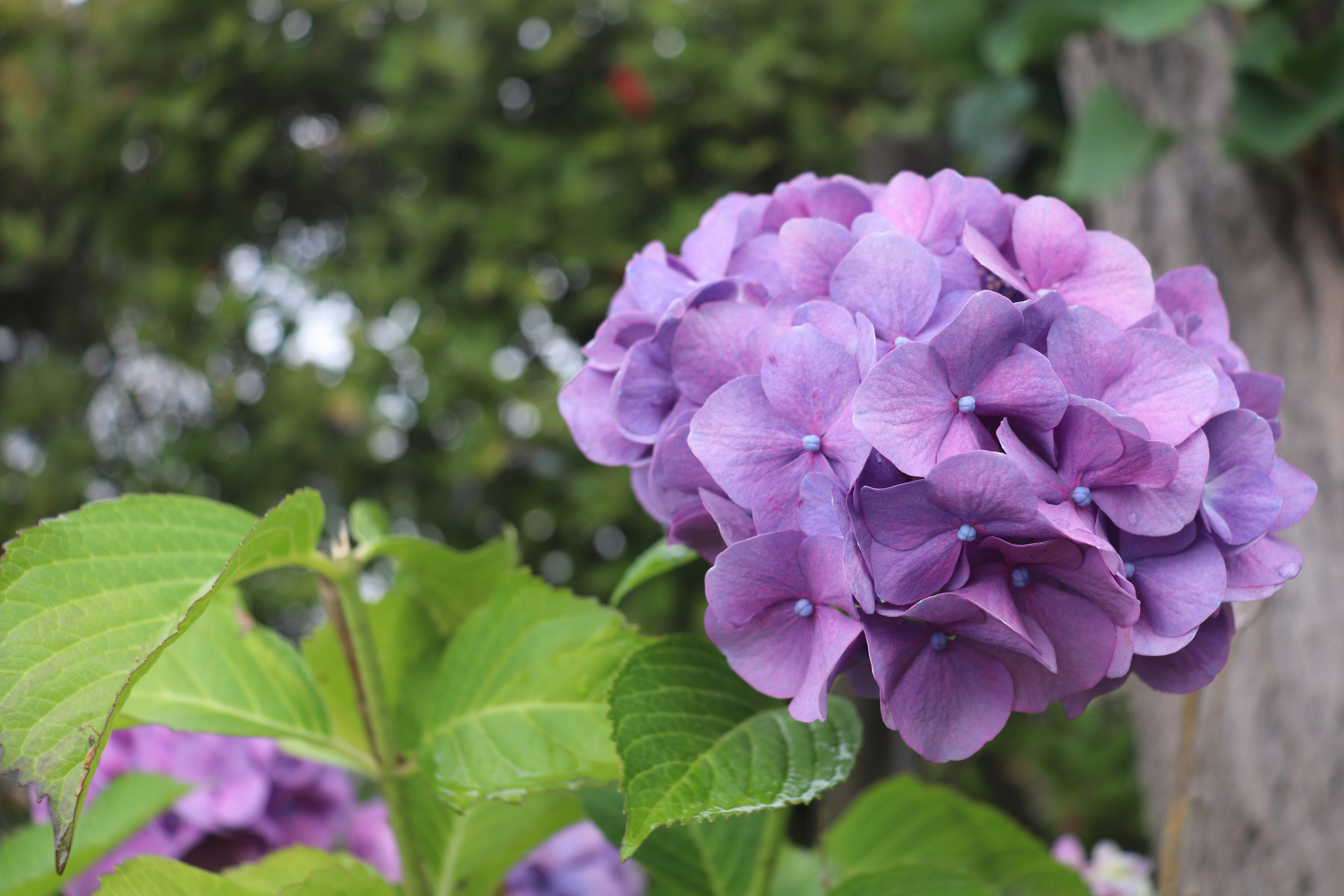 Fiori di ortensia viola e foglie verdi in un giardino
