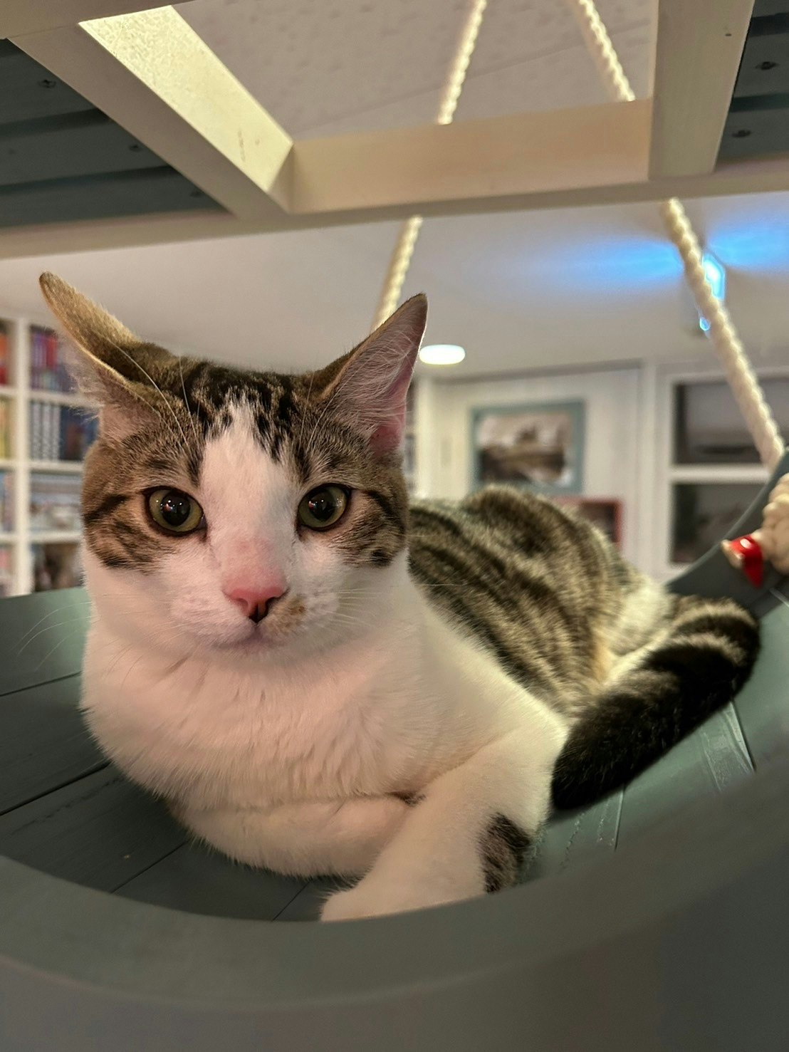 chat se relaxant sur un canapé d’intérieur