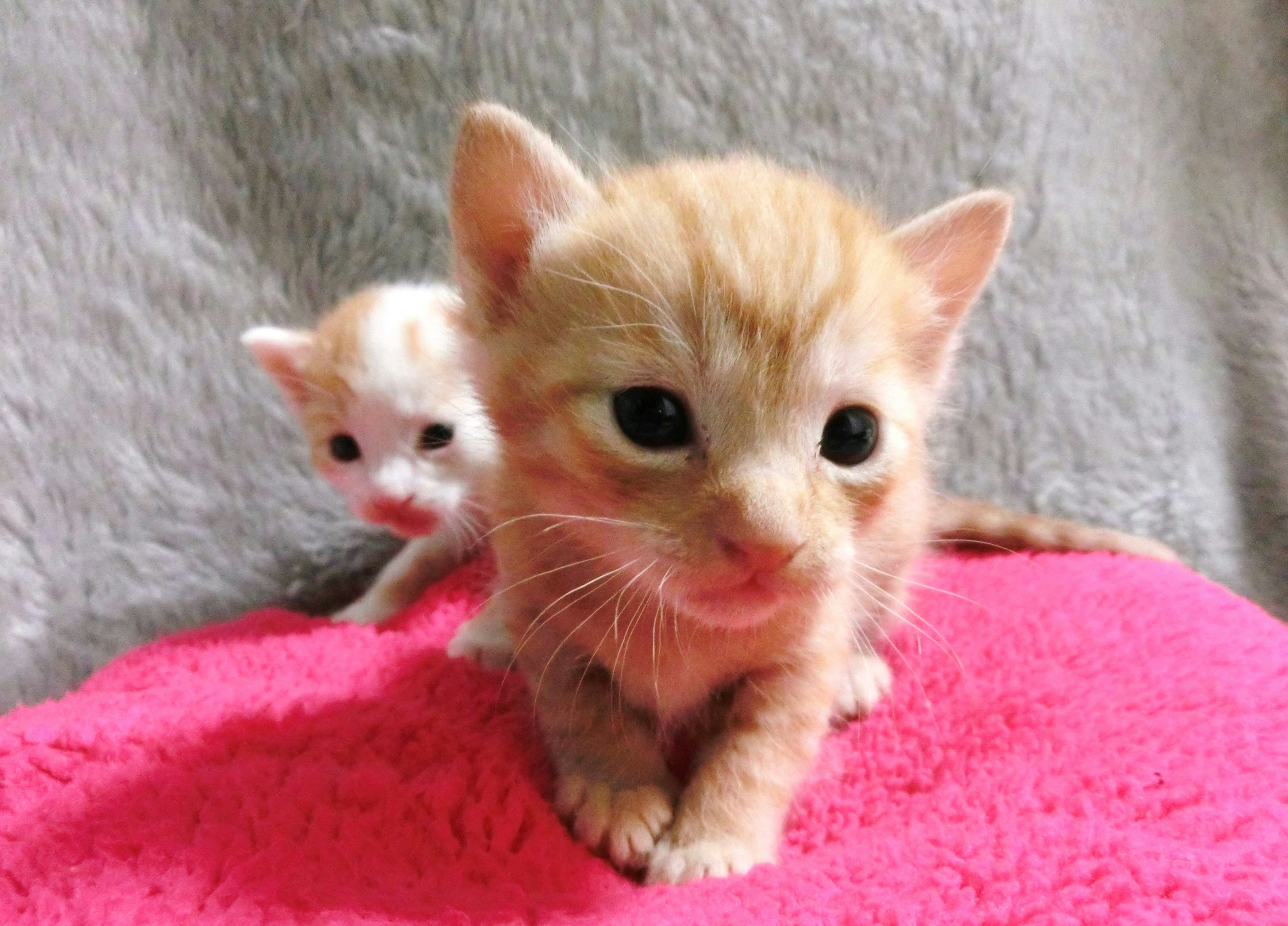 kittens cuddling on a pink blanket