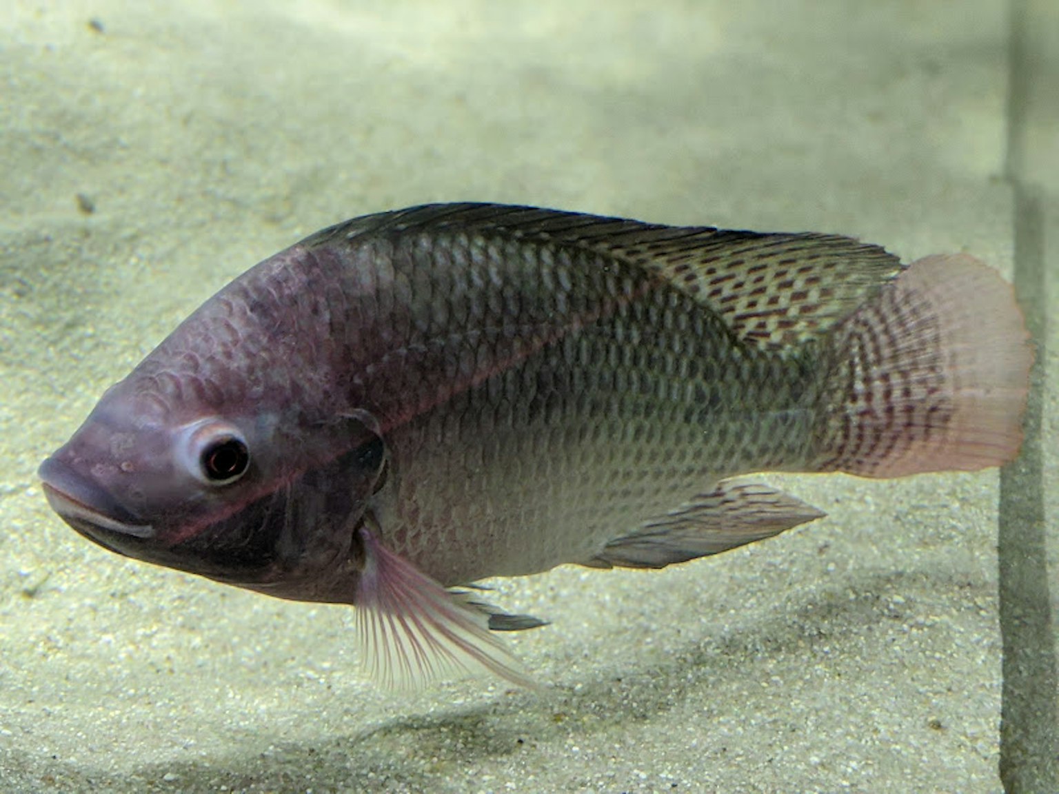Image of a tilapia fish swimming in water