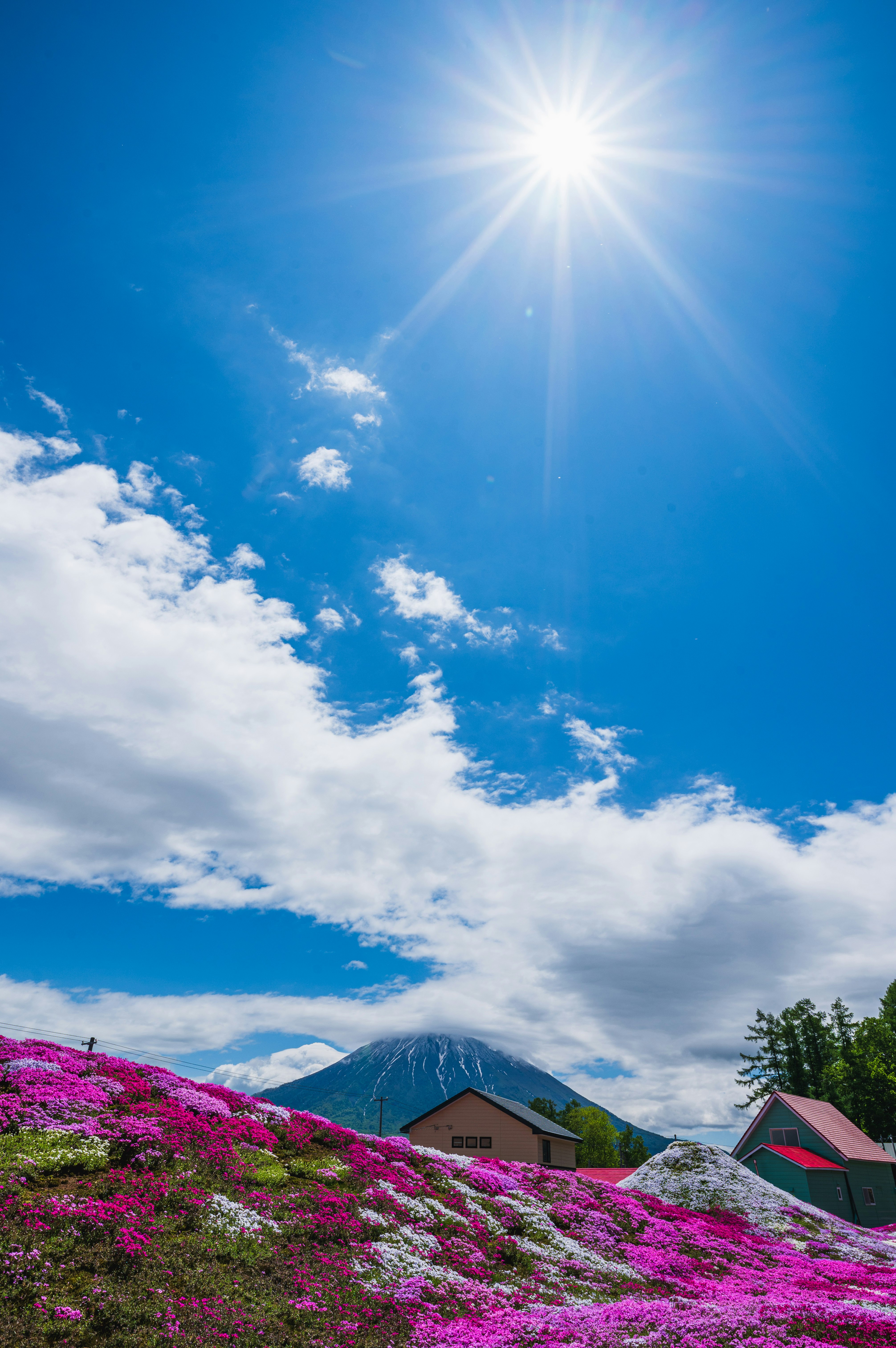 青空の下で咲くピンクの花畑と山並みの風景