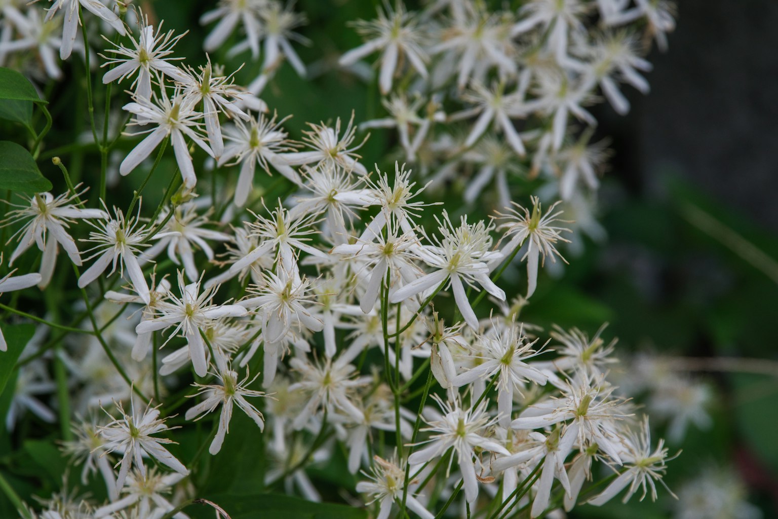 Haufen von weißen Blumen mit grünem Laub