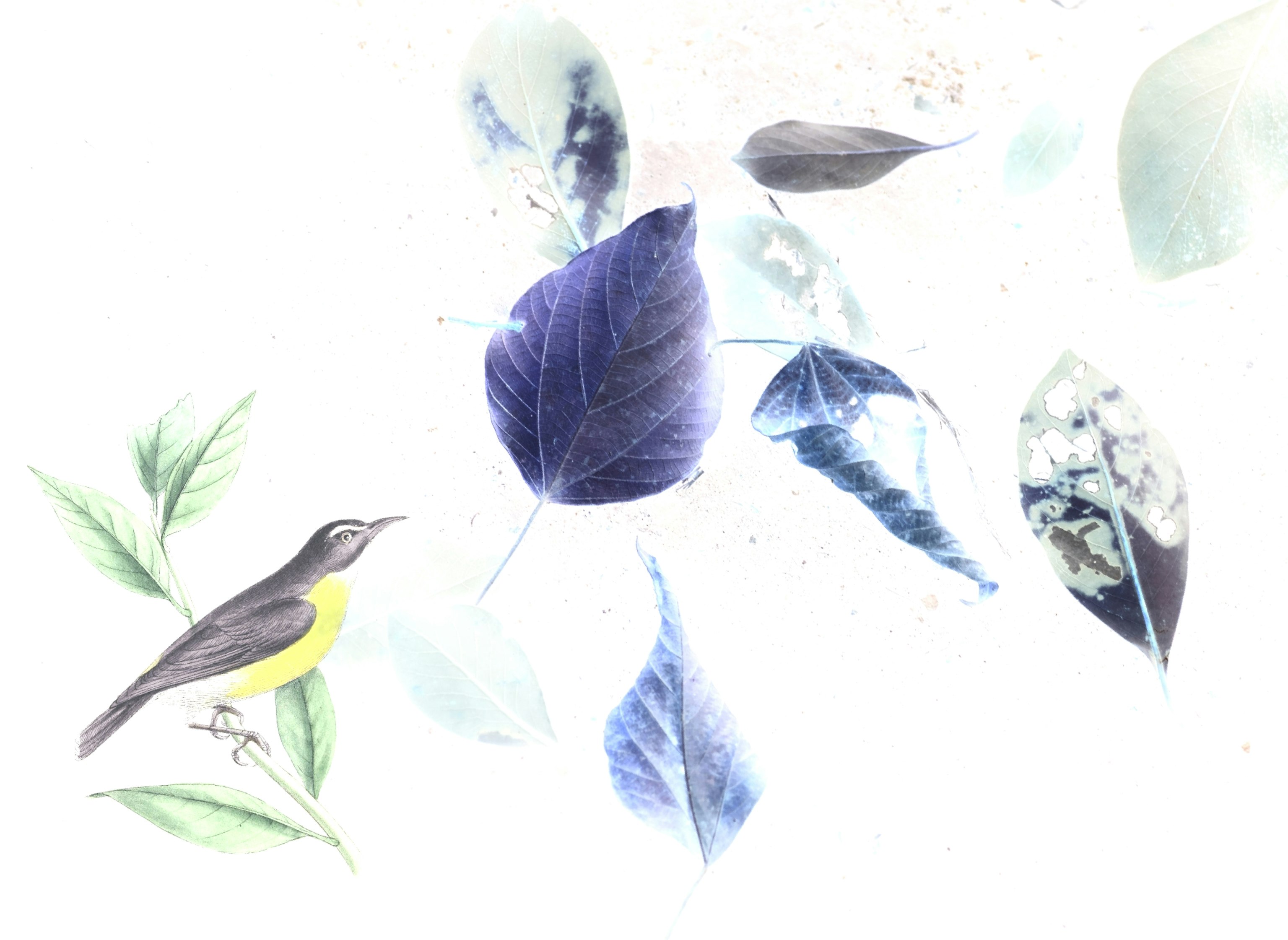 Abstract collage of leaves and a bird