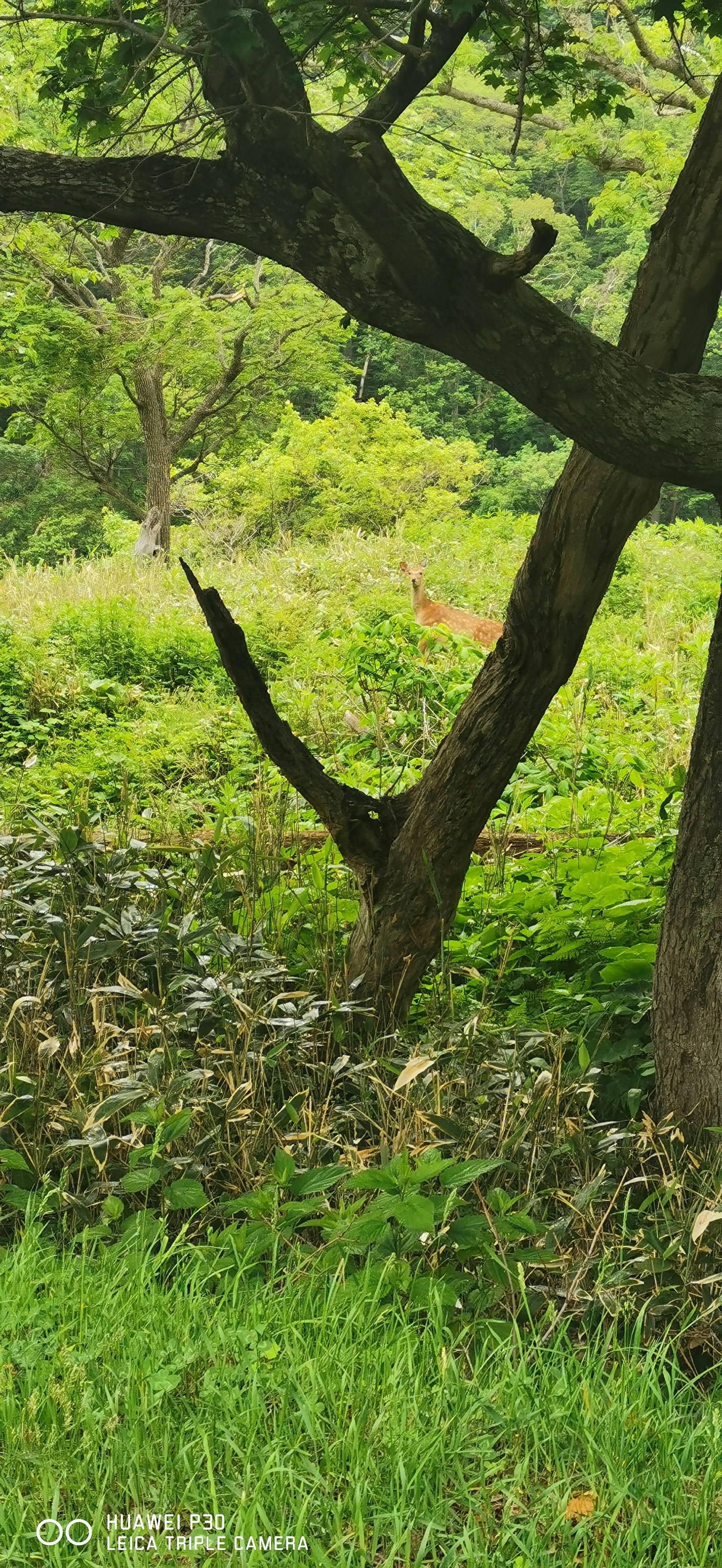 緑の草地に広がる木々のある自然の風景
