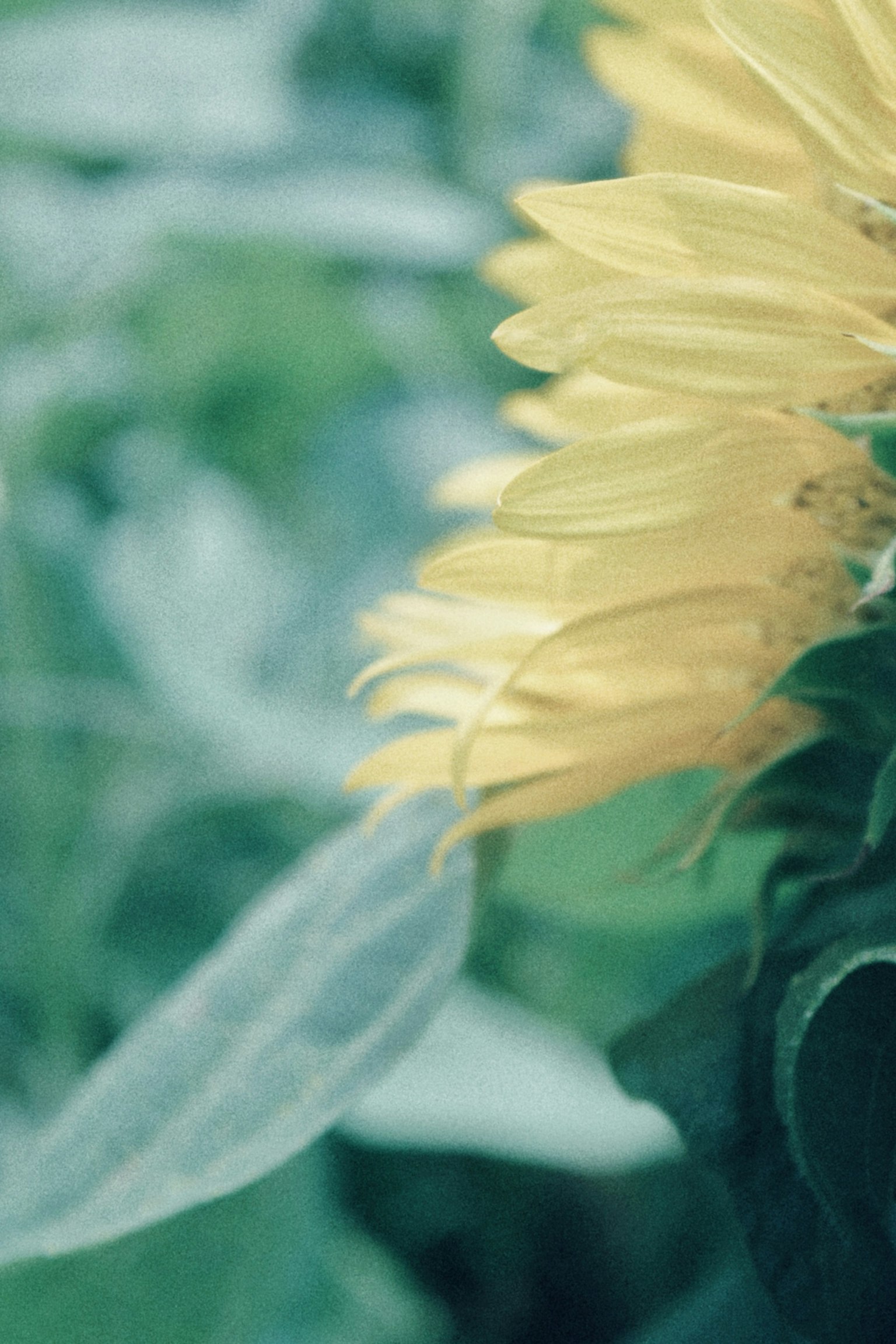 Pétales de tournesol jaunes entourés de feuilles vertes