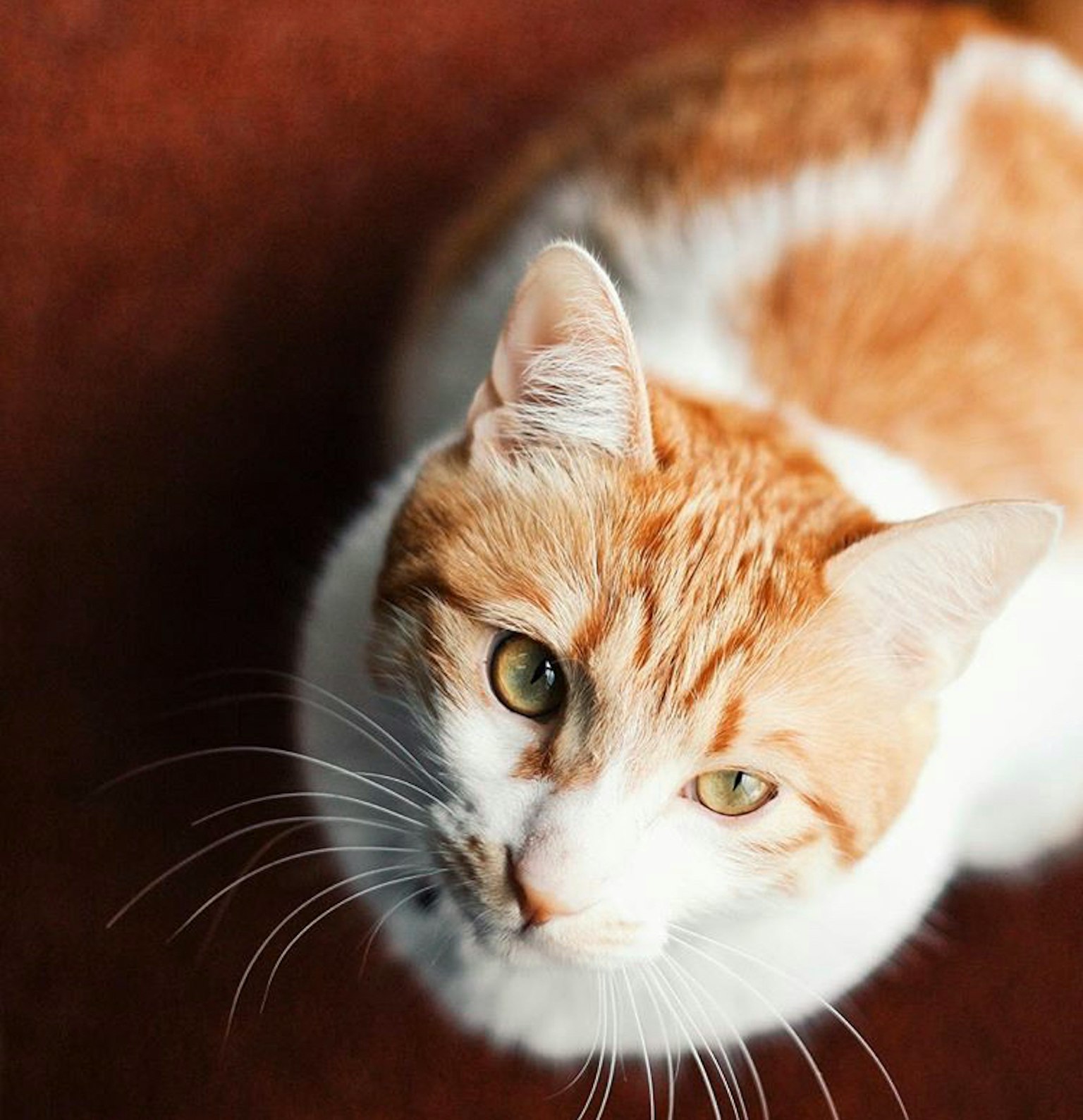 Un gatto bianco e arancione che guarda dall'alto