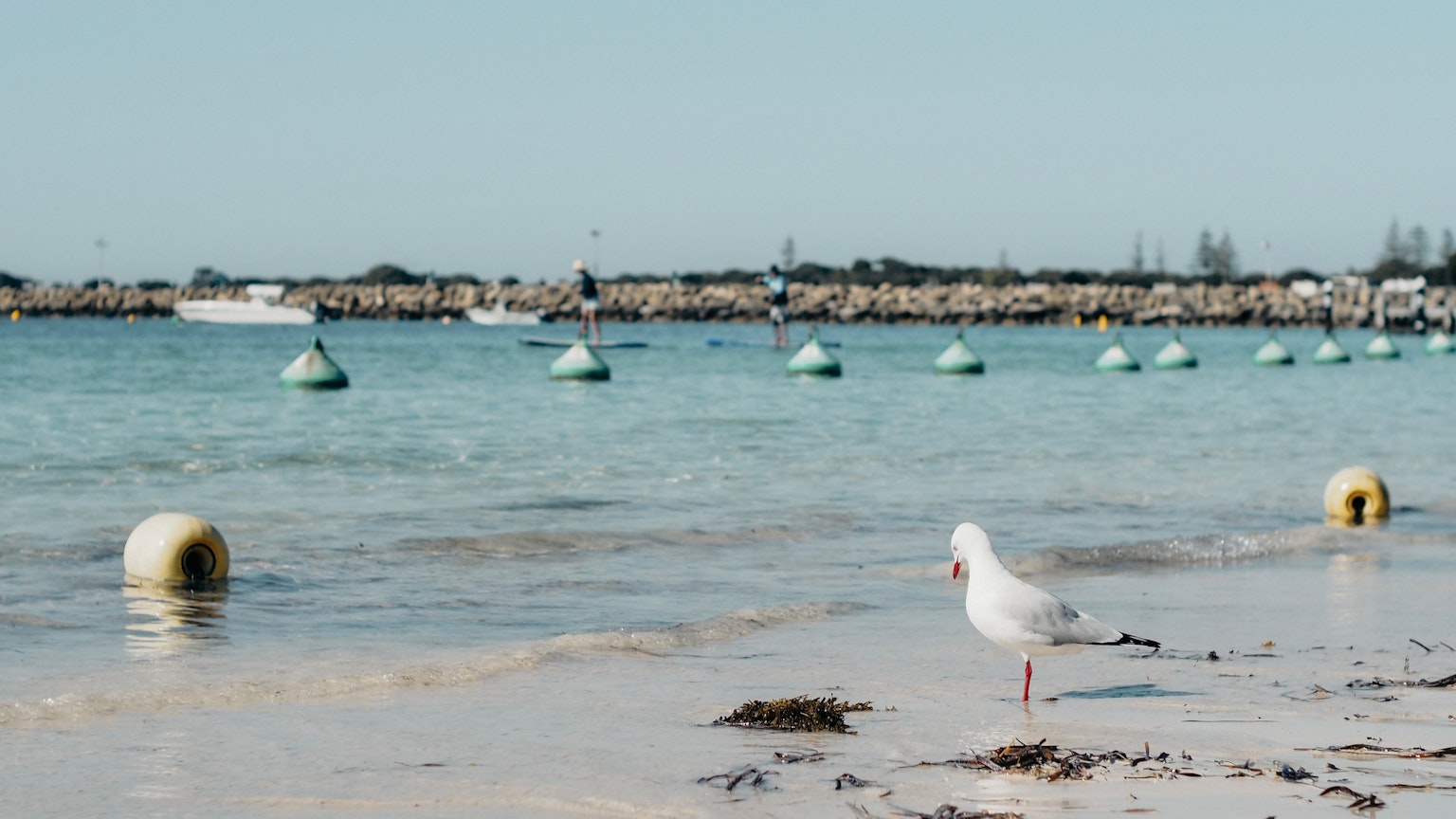 A serene beach scene featuring a white seagull and buoys in the calm sea