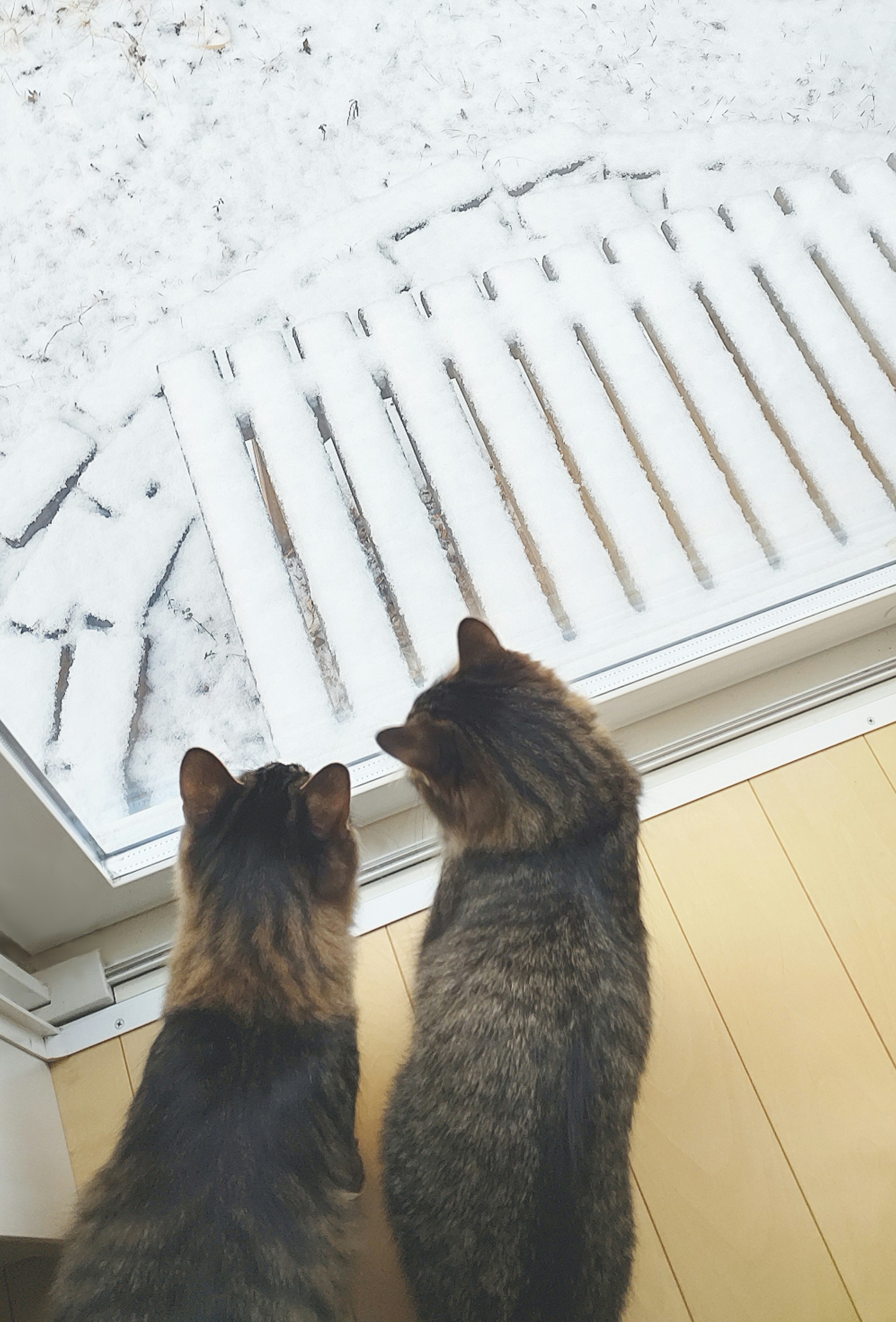 雪の積もった窓辺で寄り添う猫たち