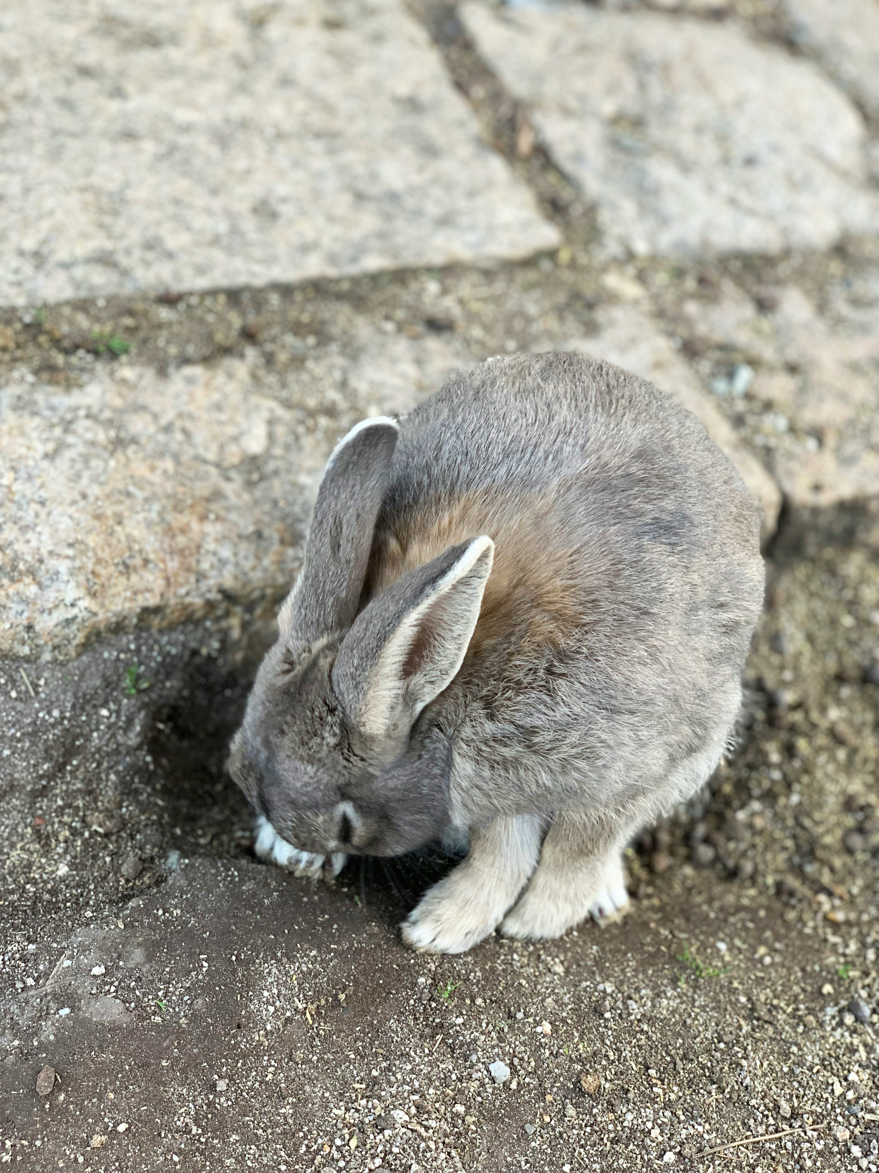 石畳の上で丸まっている灰色のウサギ