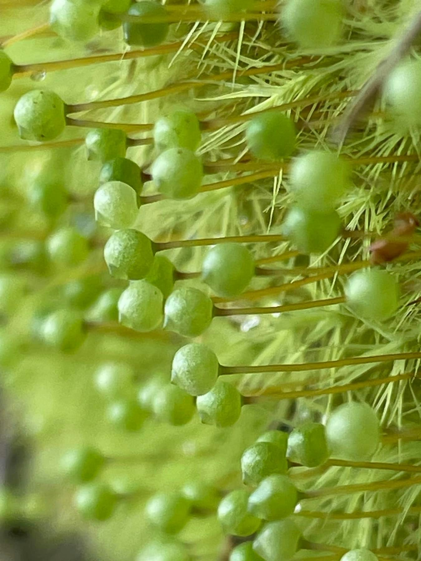 苔のような玉状のタマゴケが生い茂る緑のクローズアップ