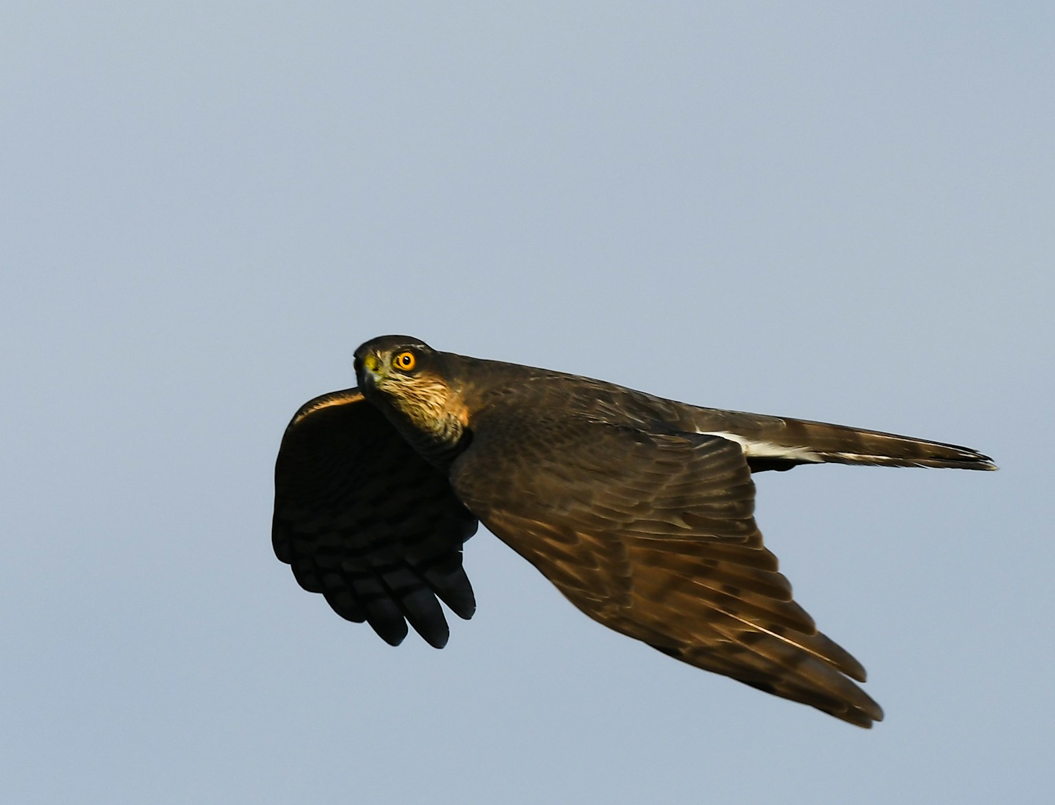 Bird of prey soaring in the sky with sharp eyes and spread wings