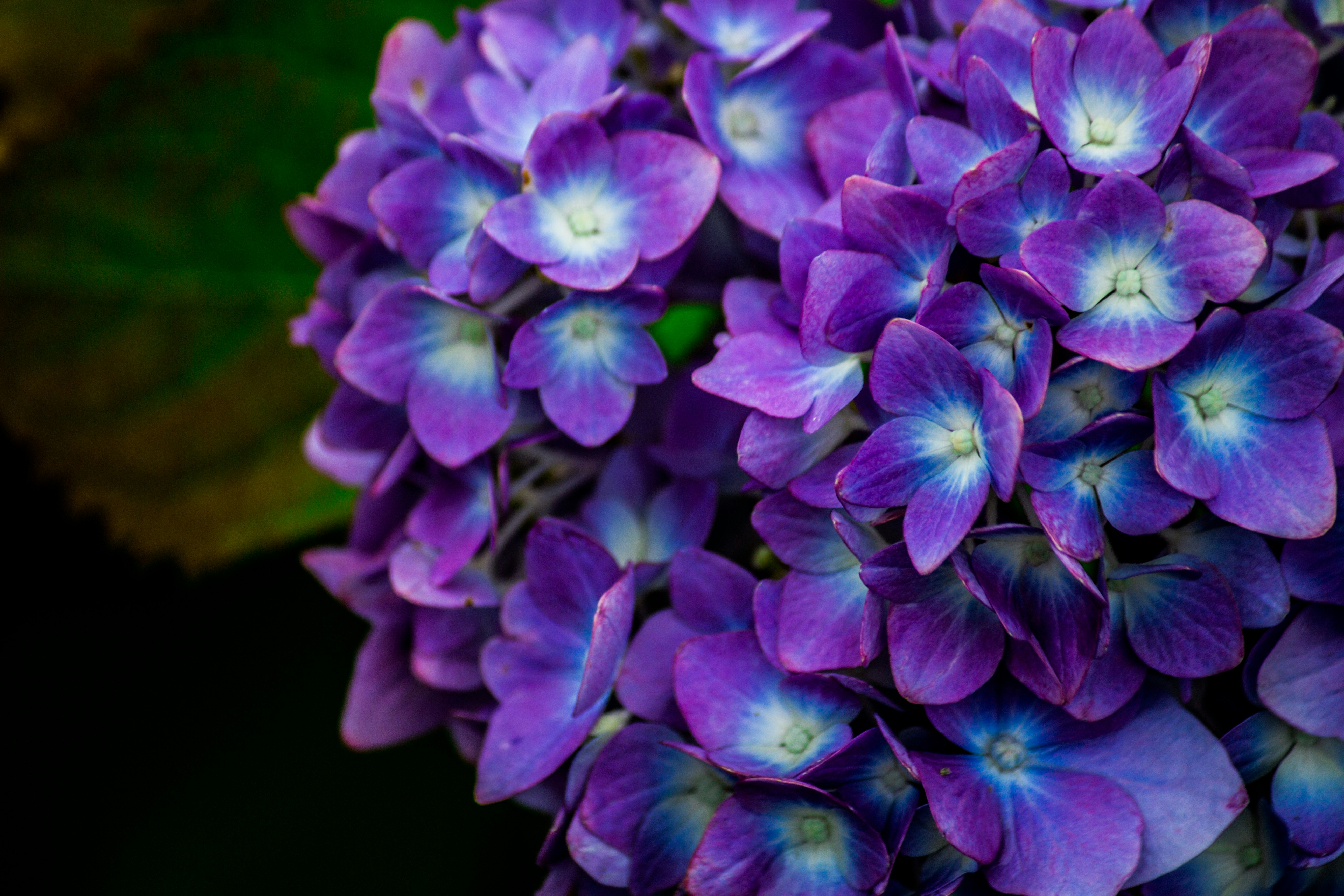 紫陽花の花束のように咲く紫の花