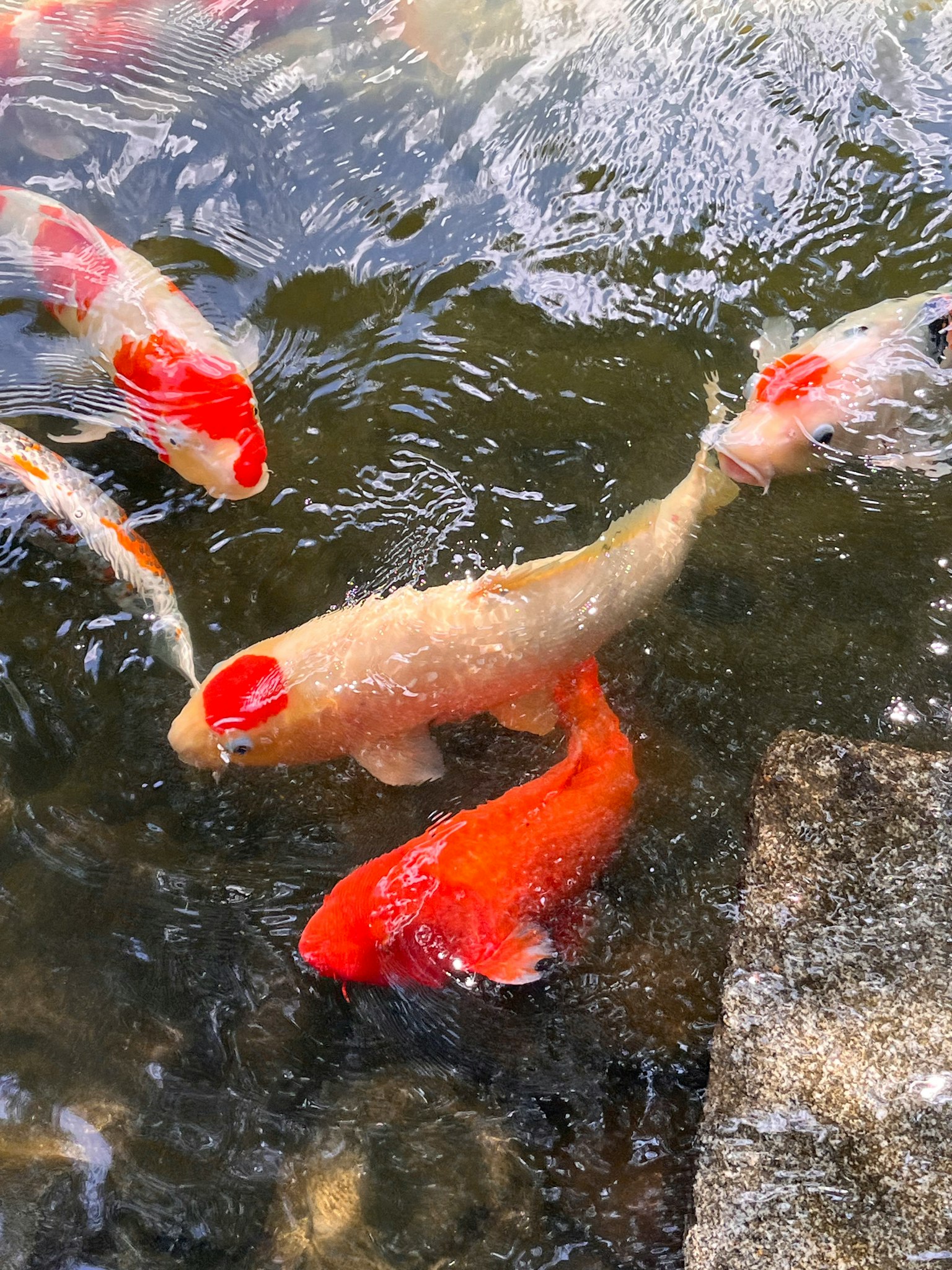 Un grupo de coloridos peces koi nadando en el agua
