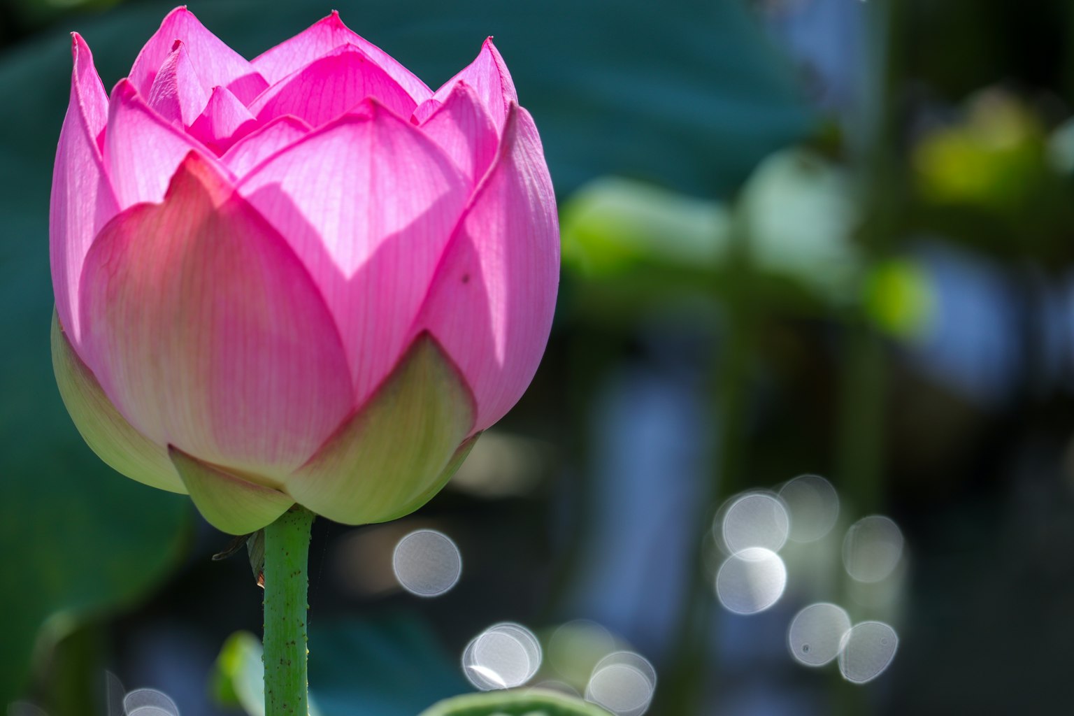 아름다운 분홍색 연꽃이 수면 근처에서 피고 있다