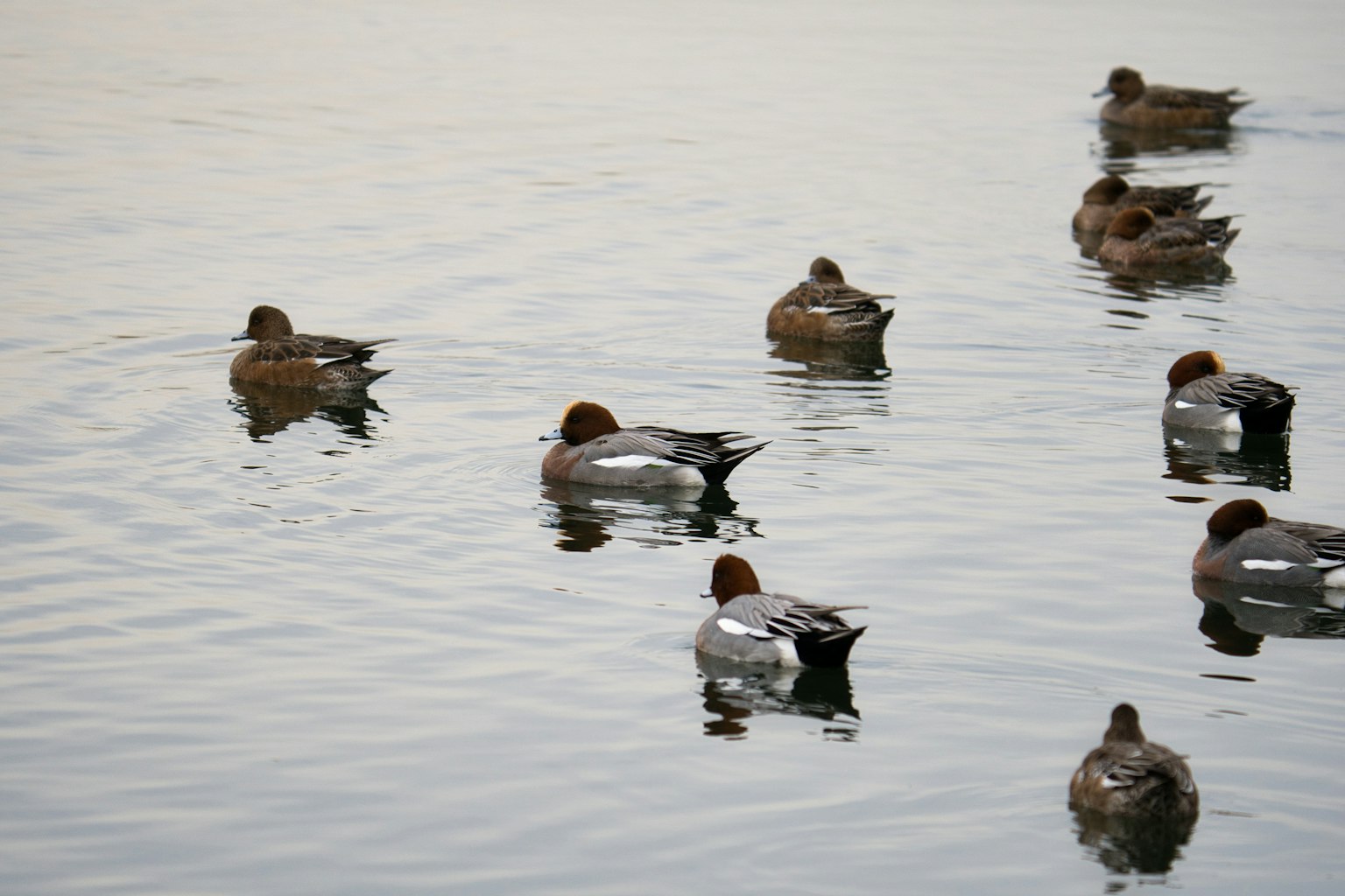 Sekelompok bebek yang berenang di permukaan air