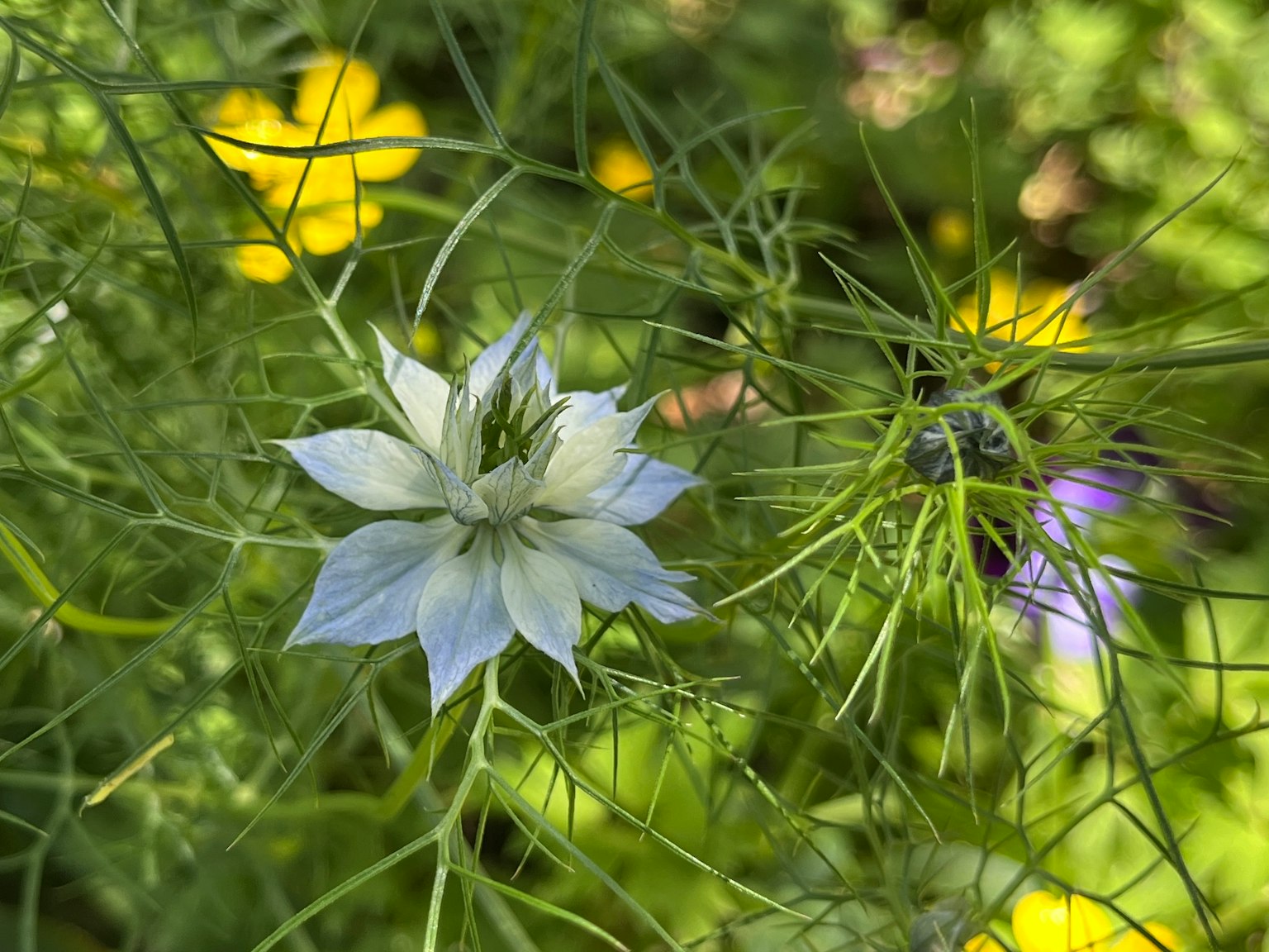 Una delicada flor blanca con finas hojas verdes en un entorno natural